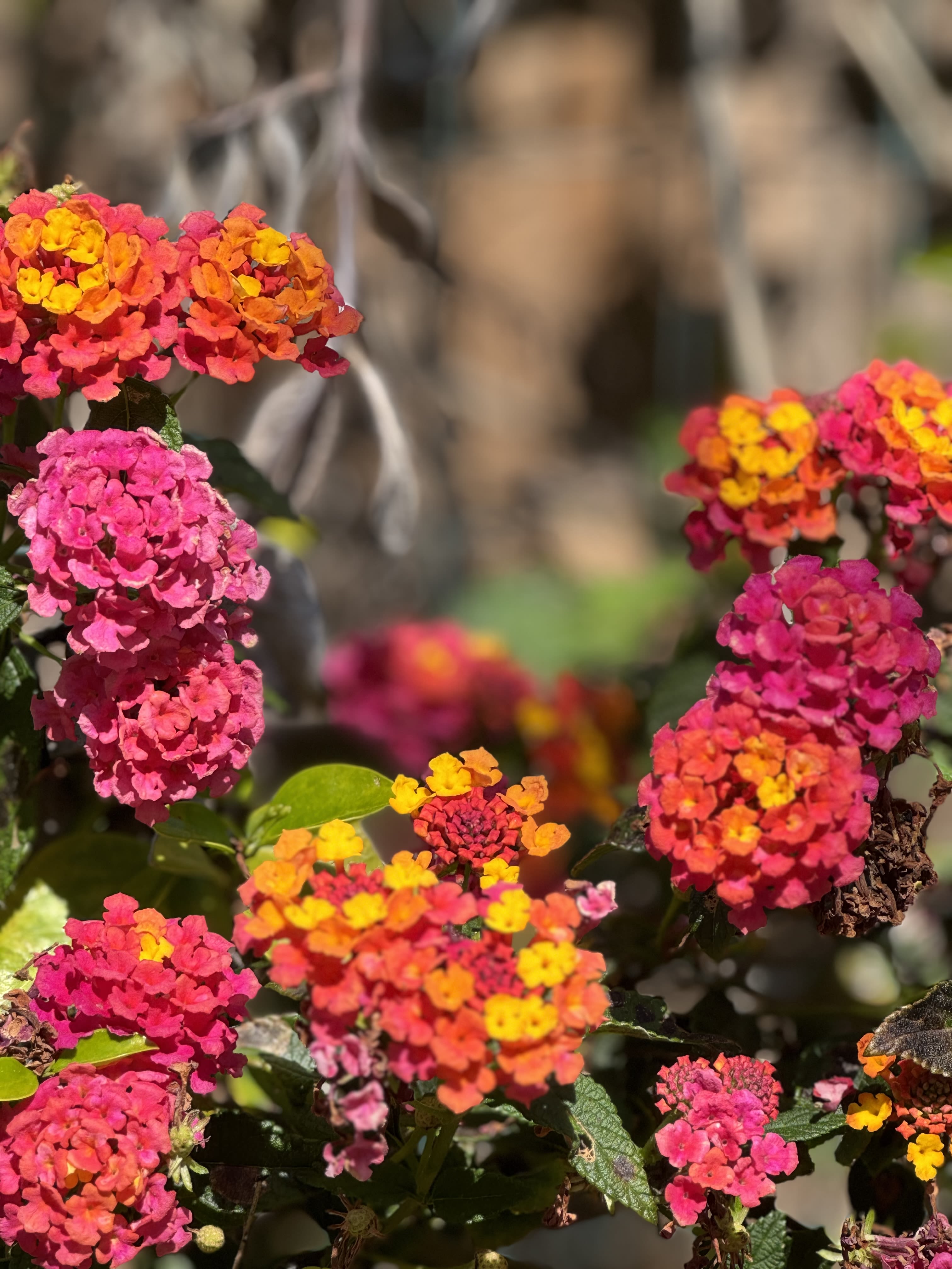 Designer Collection - Created with the freshest blooms of the day, this collection is hand picked by the designer just for your order: stand out with  truly UNIQUE arrangement. Upgrades provide larger sizes.