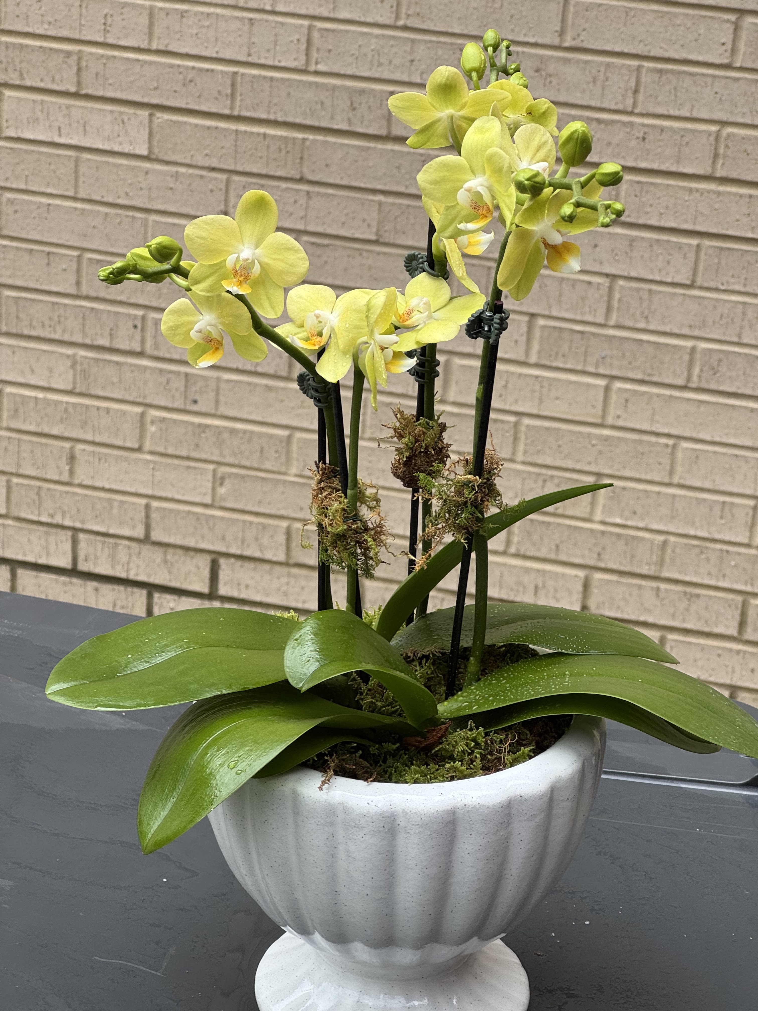 Sunny Day: Petite Yellow Orchid, 4 Spike Garden - Petite yellow orchid garden, 4 spikes