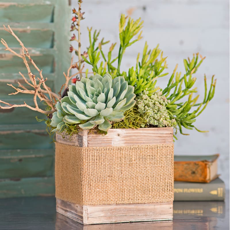 Succulent arrangement in a burlap-wrapped wooden box