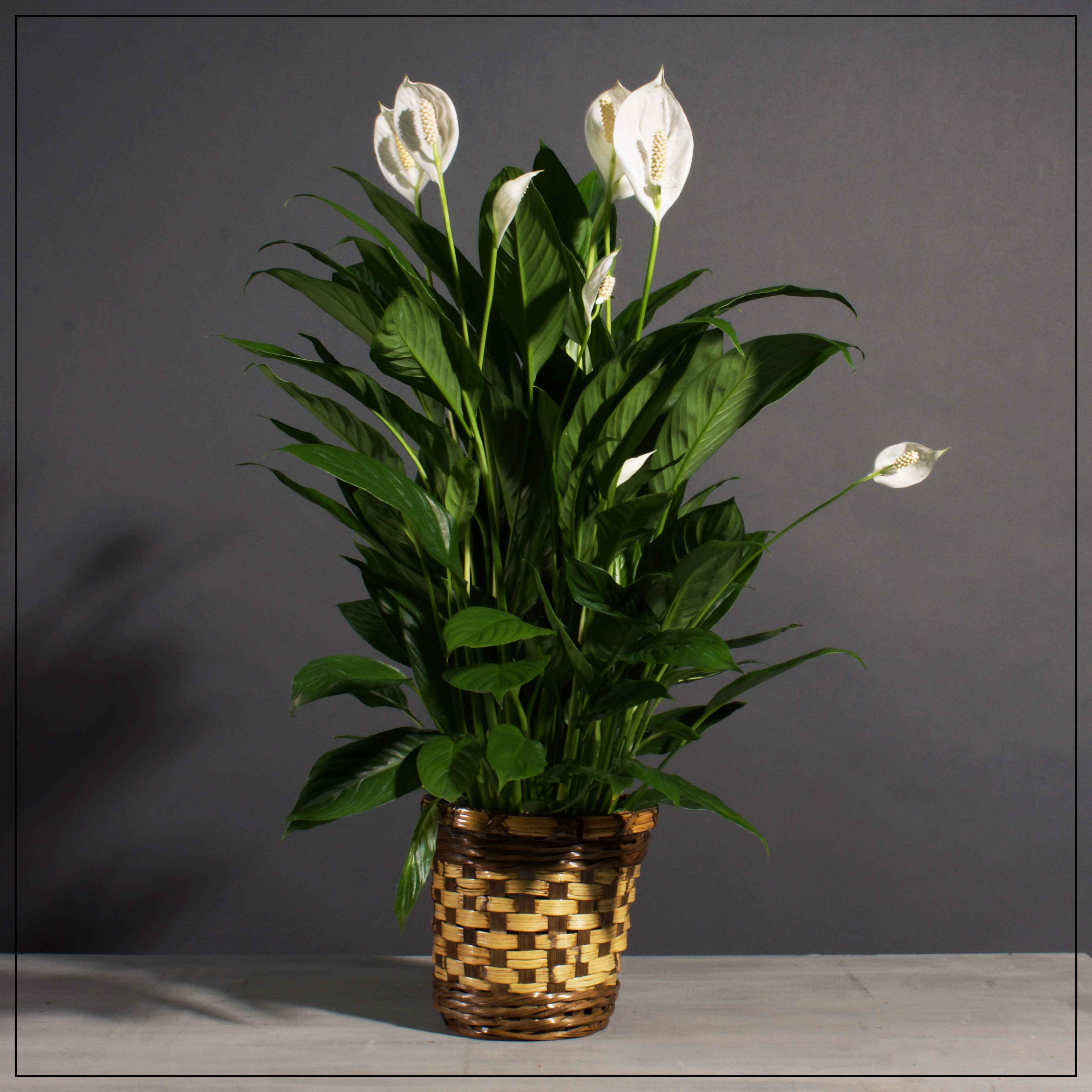 Potted peace lily with white blooms in a woven basket