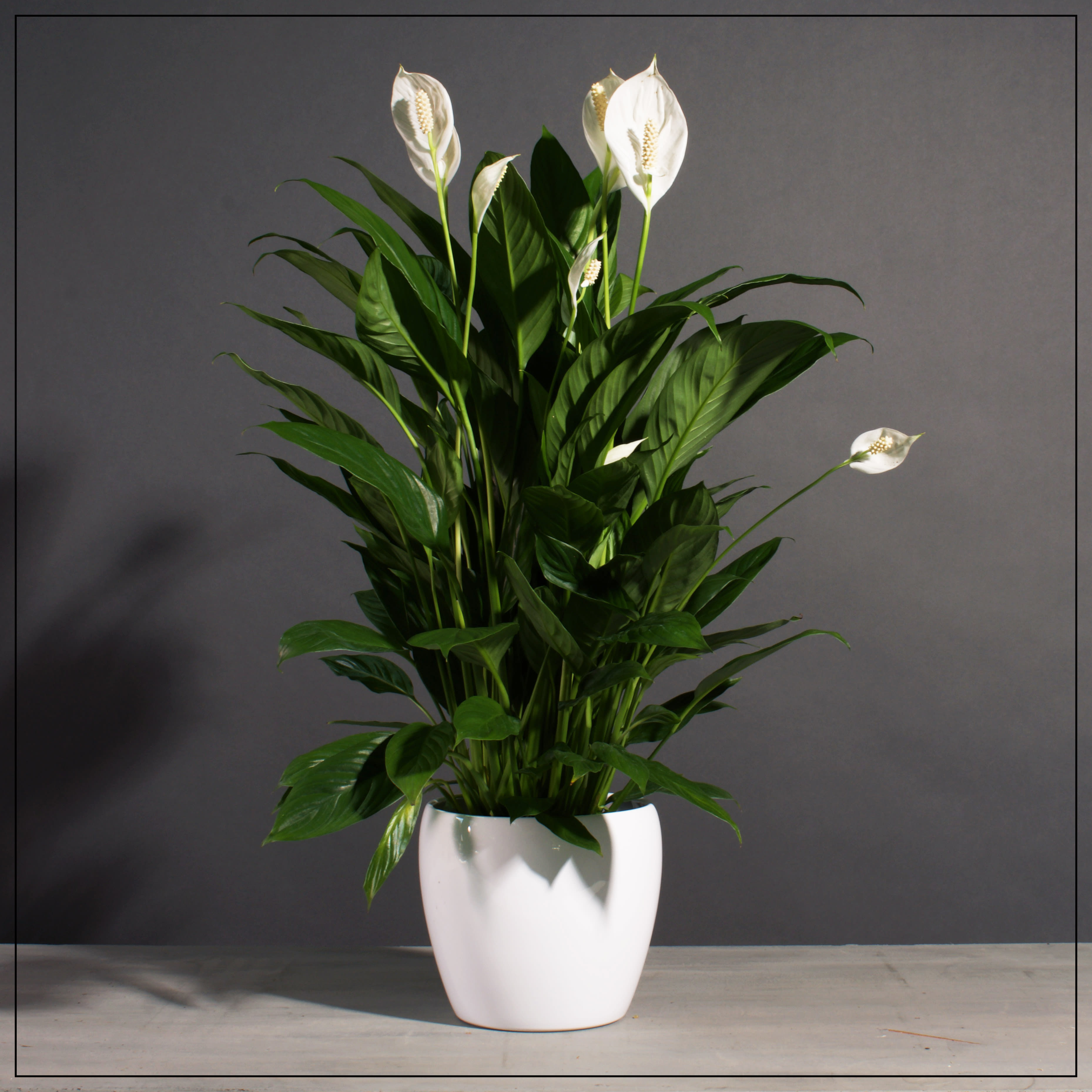 White peace lilies in a white ceramic pot