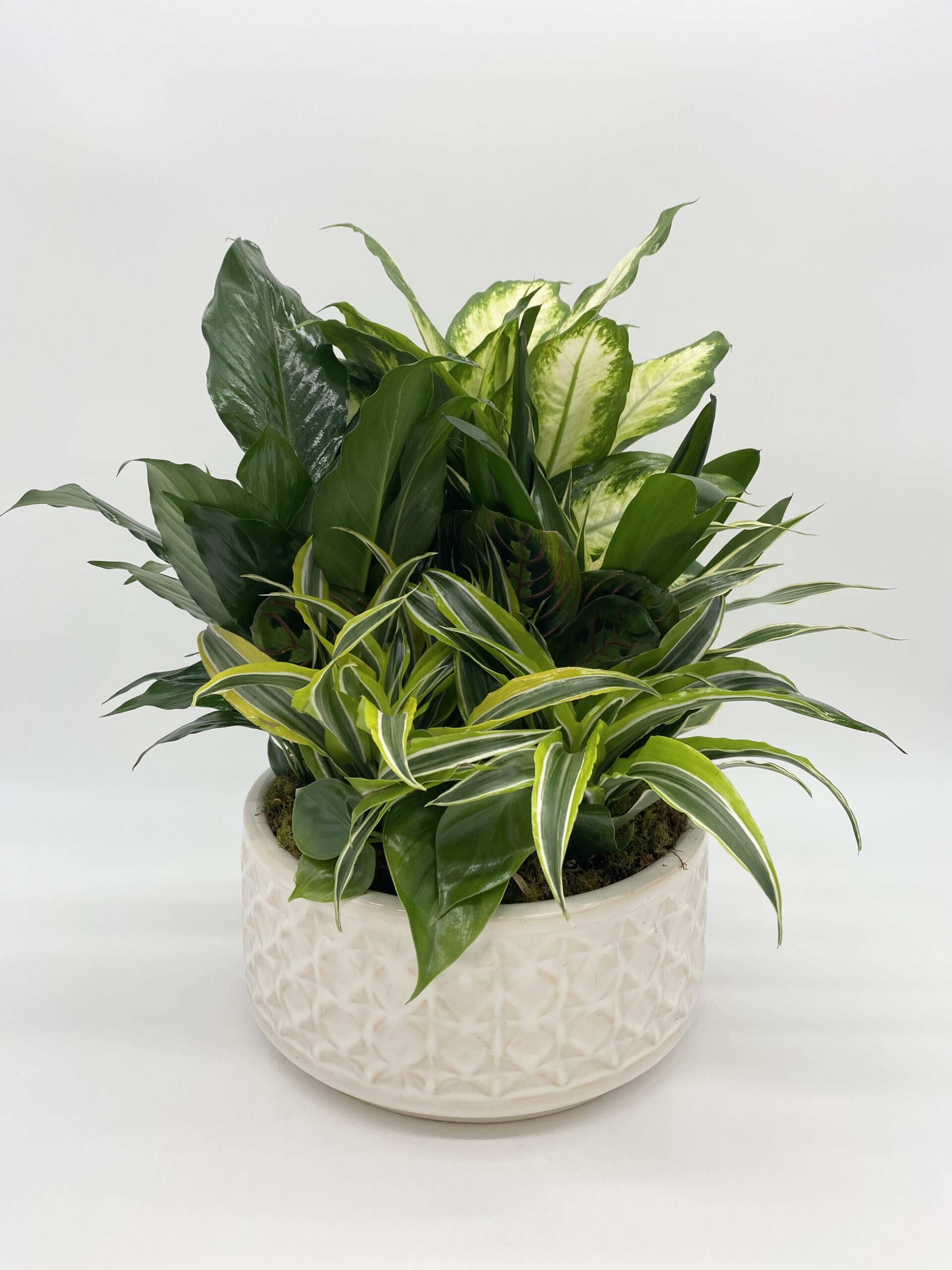 Dish Garden   - Beautiful mix of Green Plants. Perfect for in home easy care plant lovers.   Container and plants may vary depending on availably Available for local delivery or pick up 