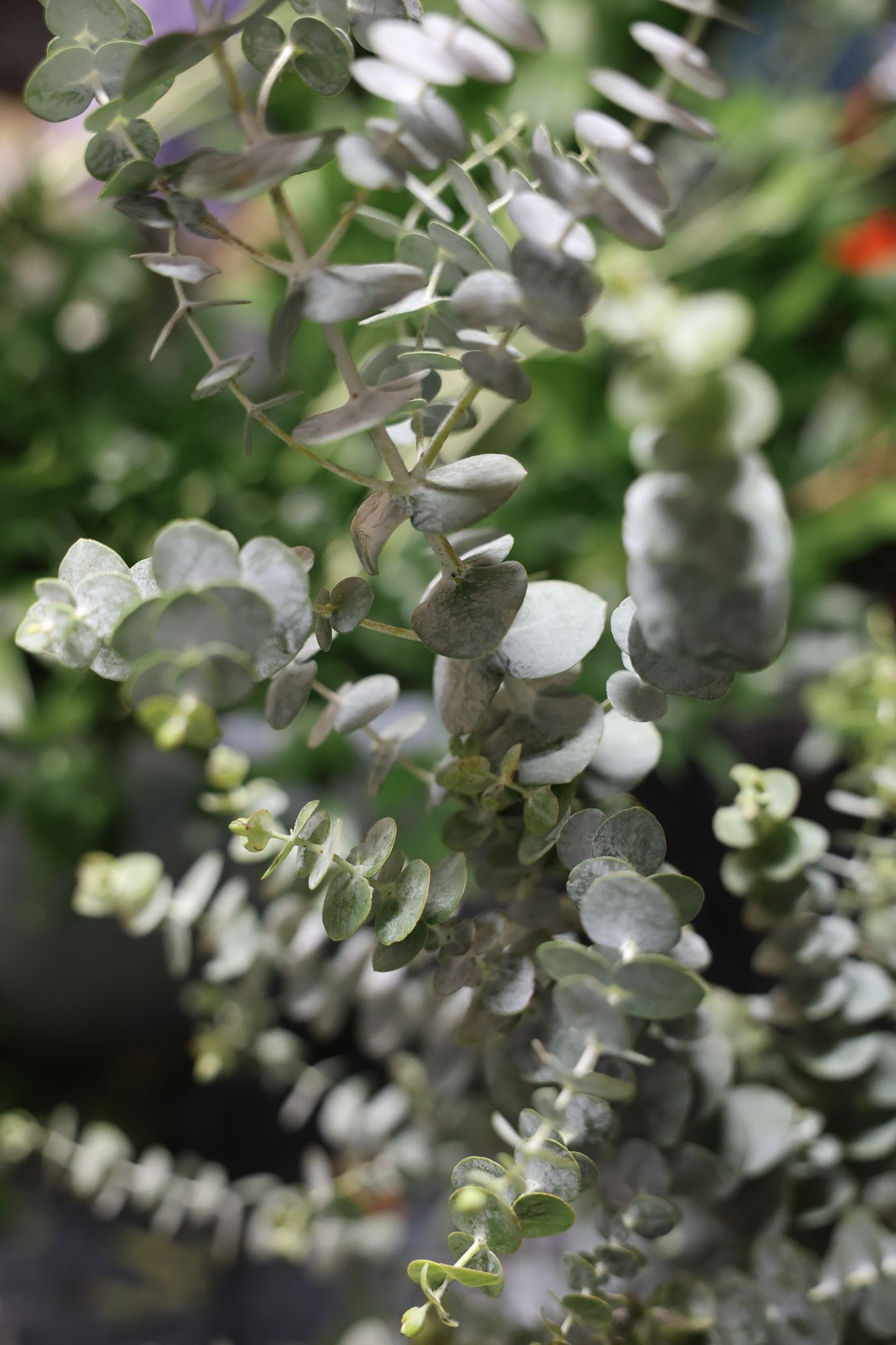 Close-up of eucalyptus stems with round silver-green leaves