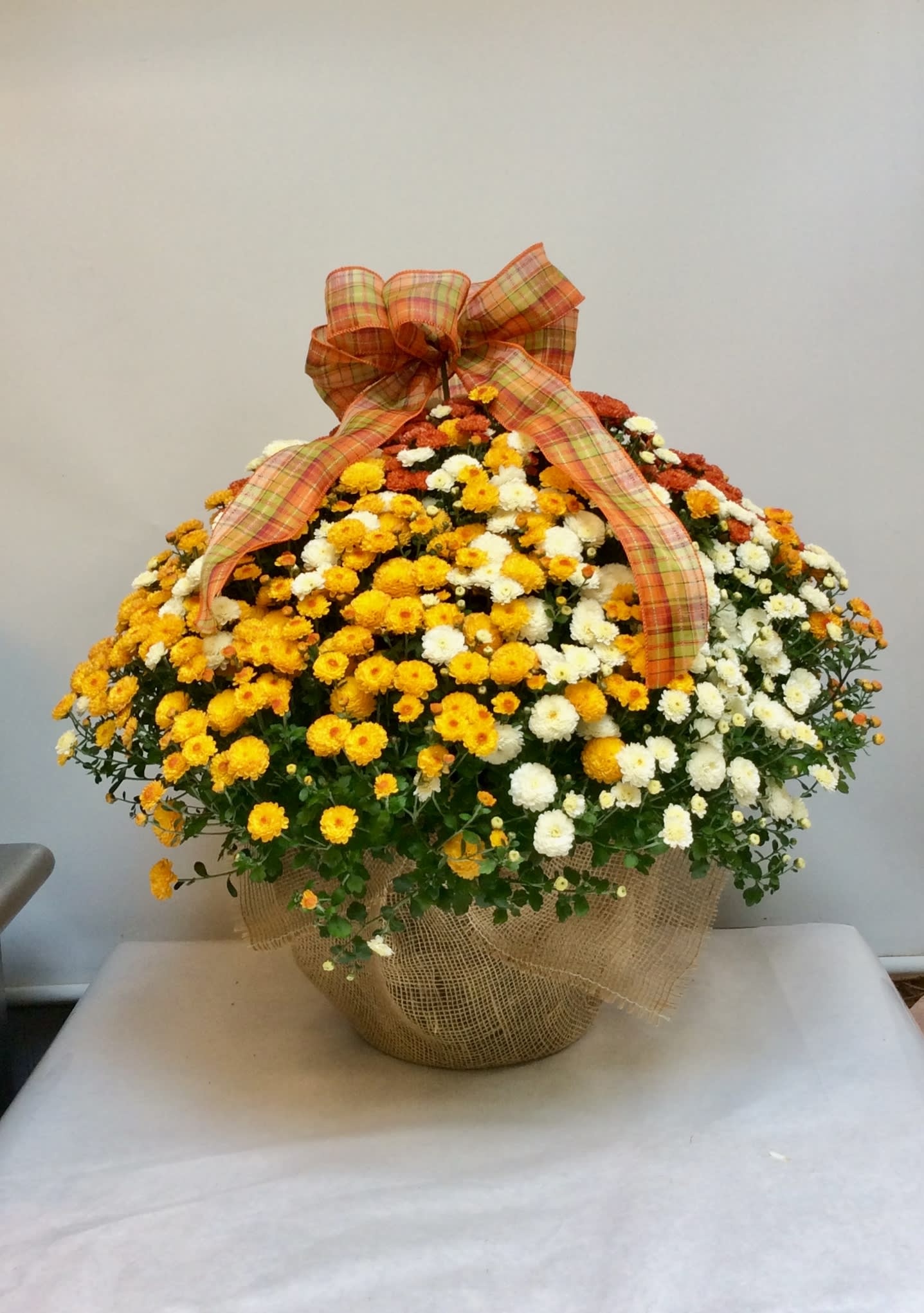 Outdoor Porch Mums - Monsterous bi-color outdoor chrysanthemums that will bloom through the season! Simply amazing!  Limited supply, great colors combos! 
