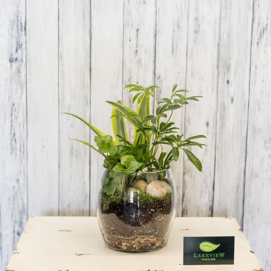 Glass bowl terrarium with assorted green plants and pebbles