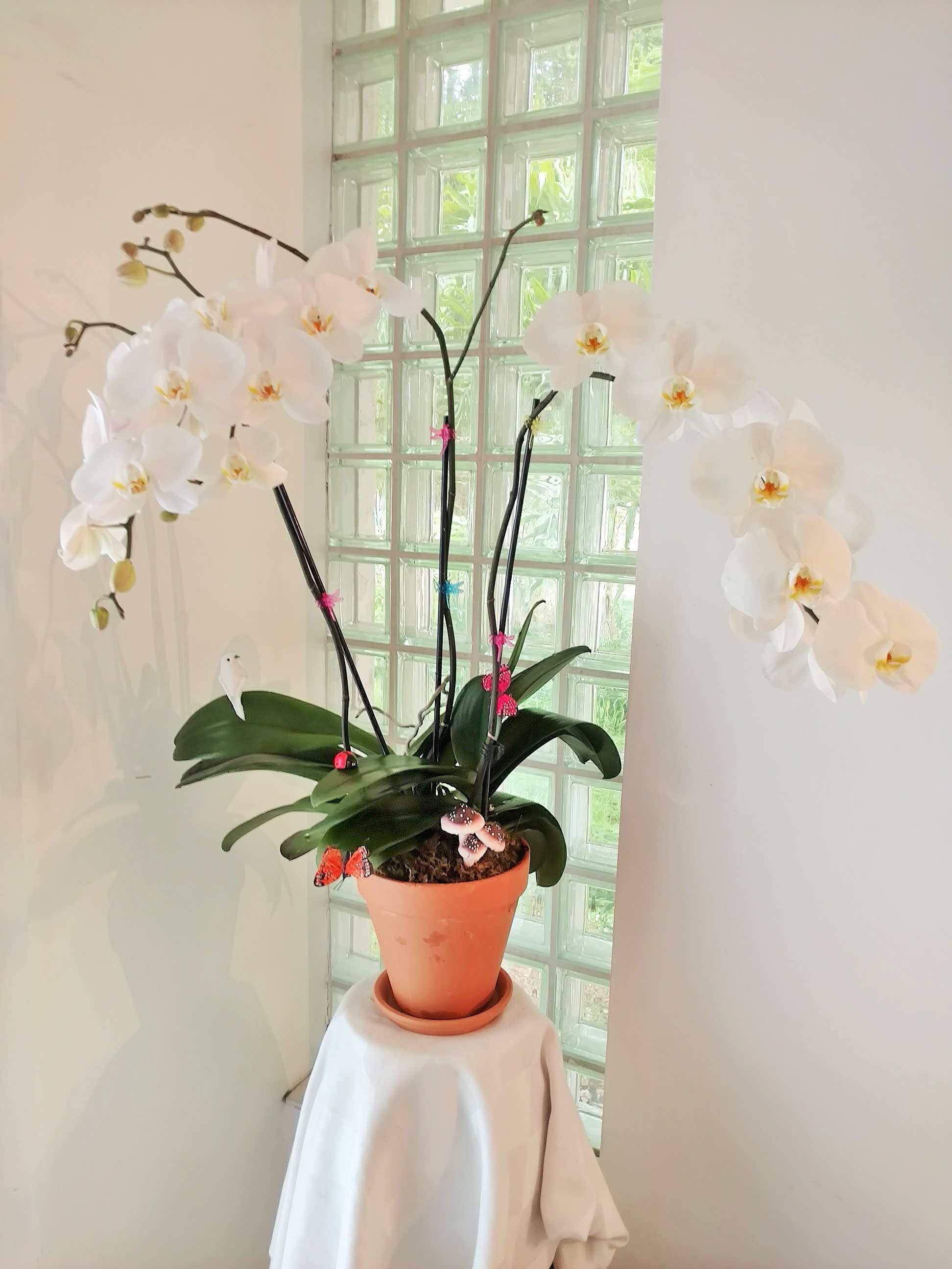 White orchid plant in a terracotta pot on a draped stand