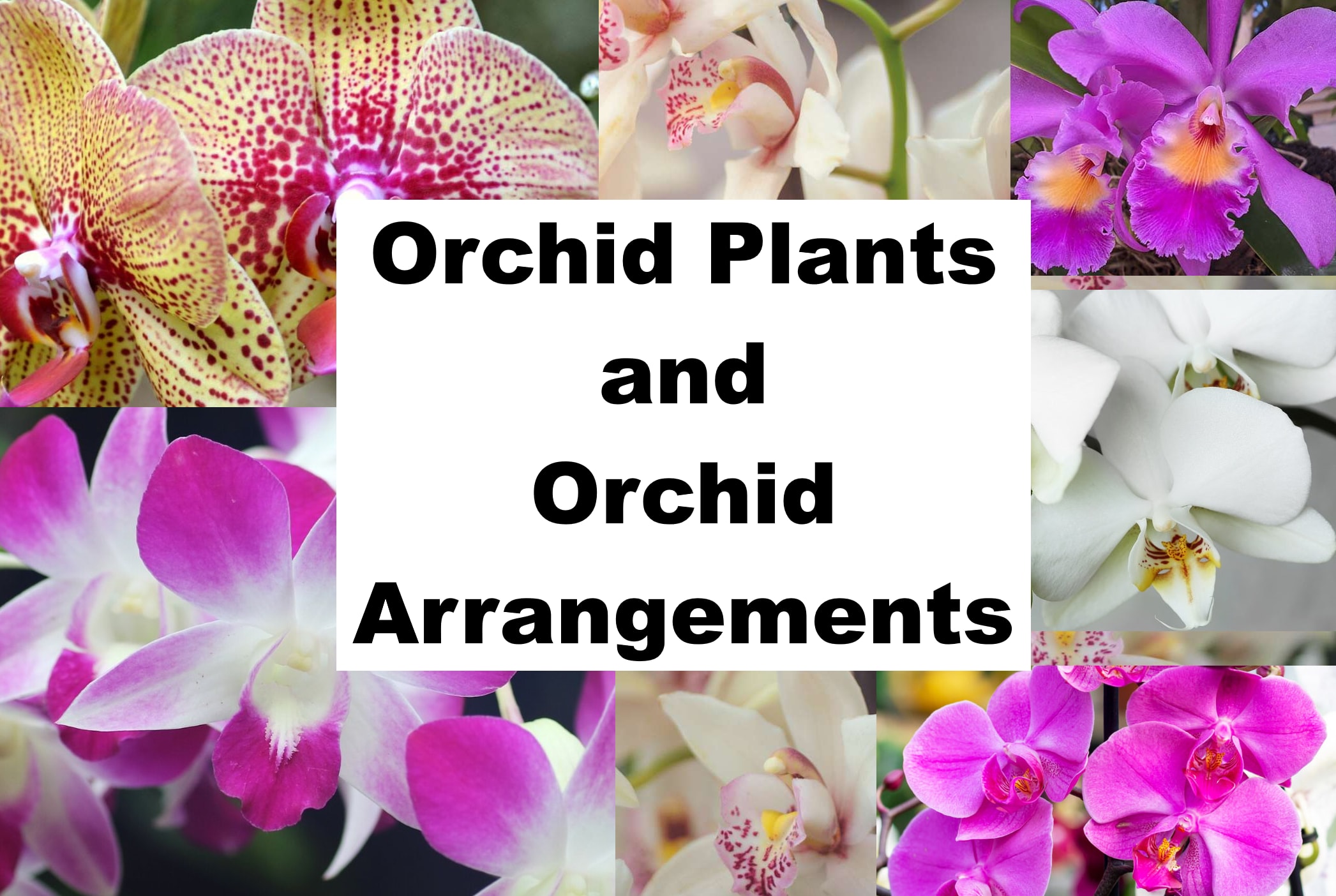 Collage of orchid blooms with text reading Orchid Plants and Orchid Arrangements