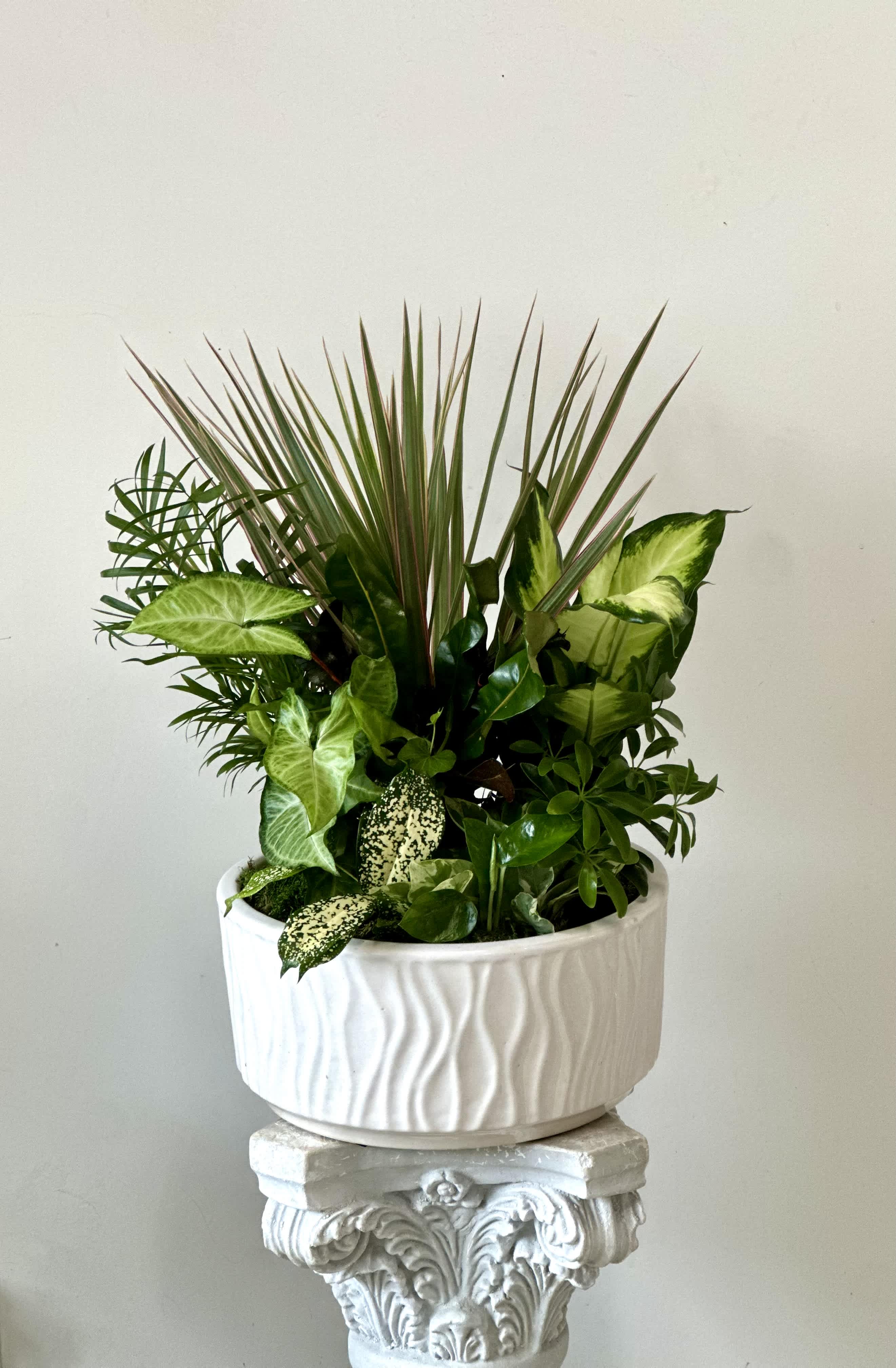 Mixed green houseplants in a white ceramic planter