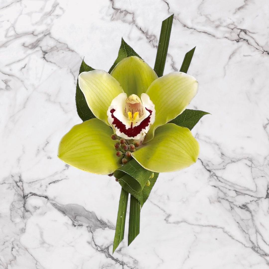 Single green orchid bloom with dark leaves on a marble background