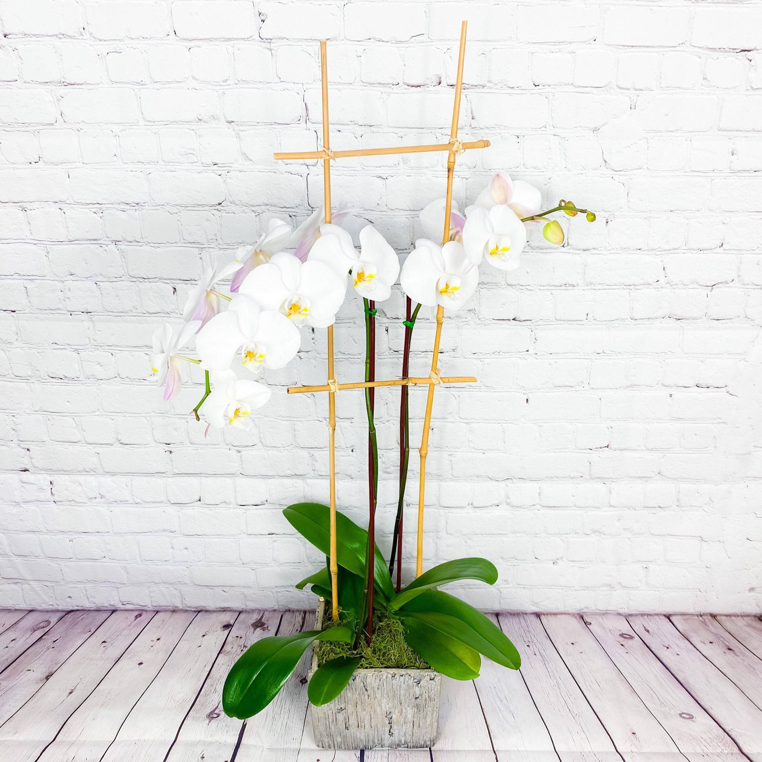 White orchids in a square planter with bamboo stakes
