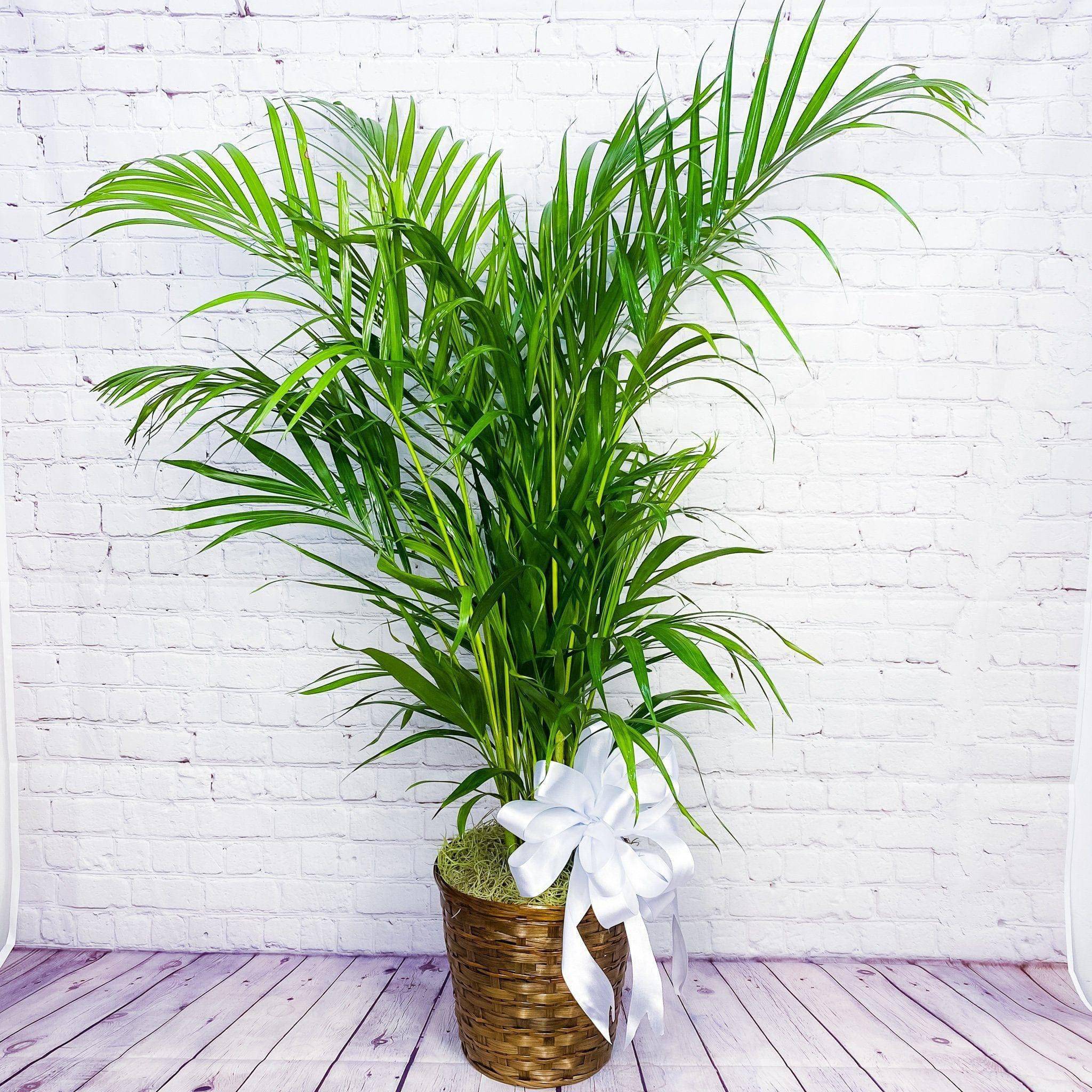 Potted palm plant in a woven basket with a white ribbon