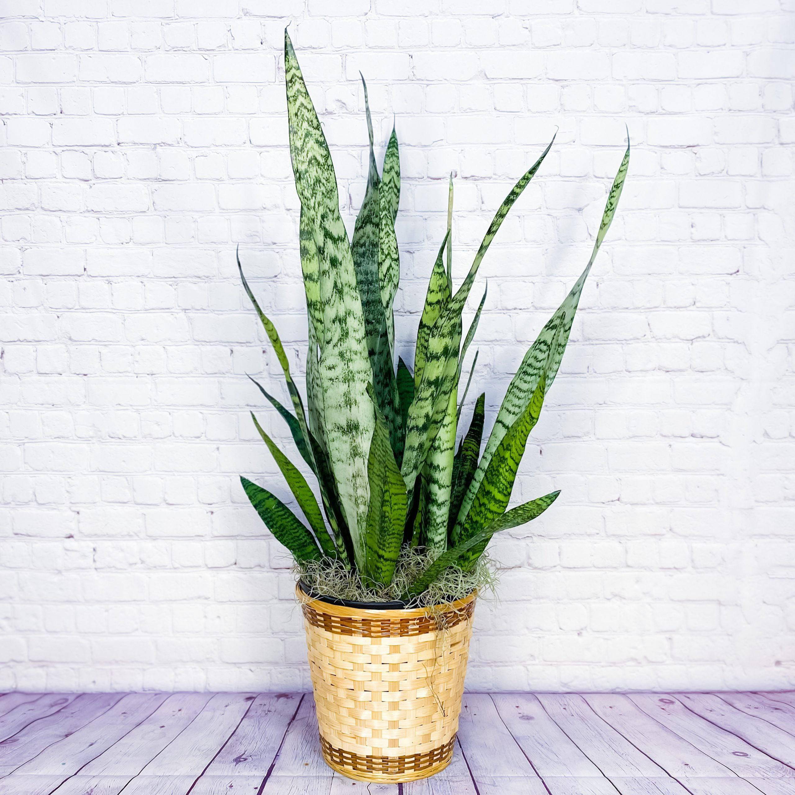 Potted snake plant in a woven basket planter