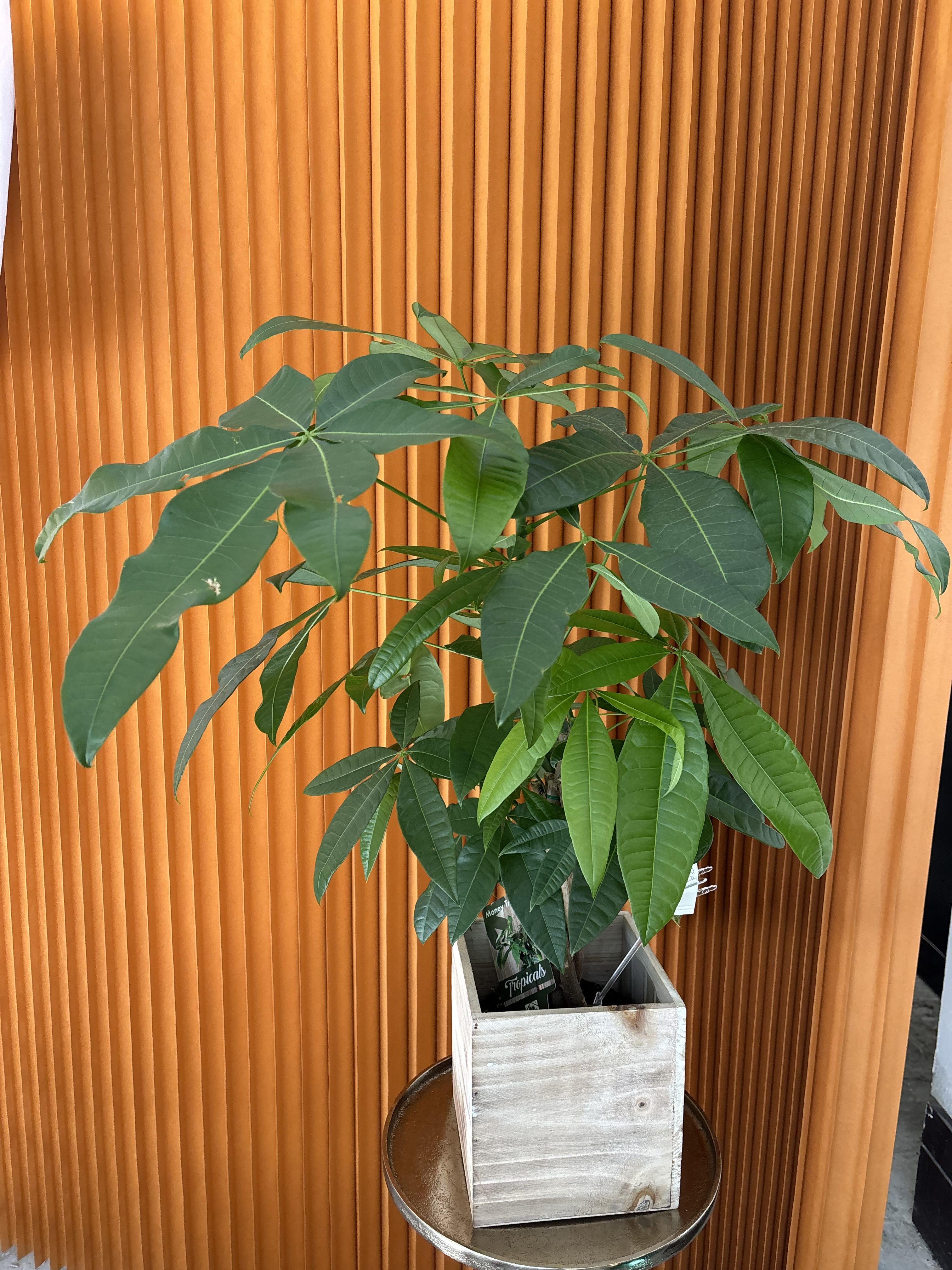 Potted money tree plant in a wooden planter