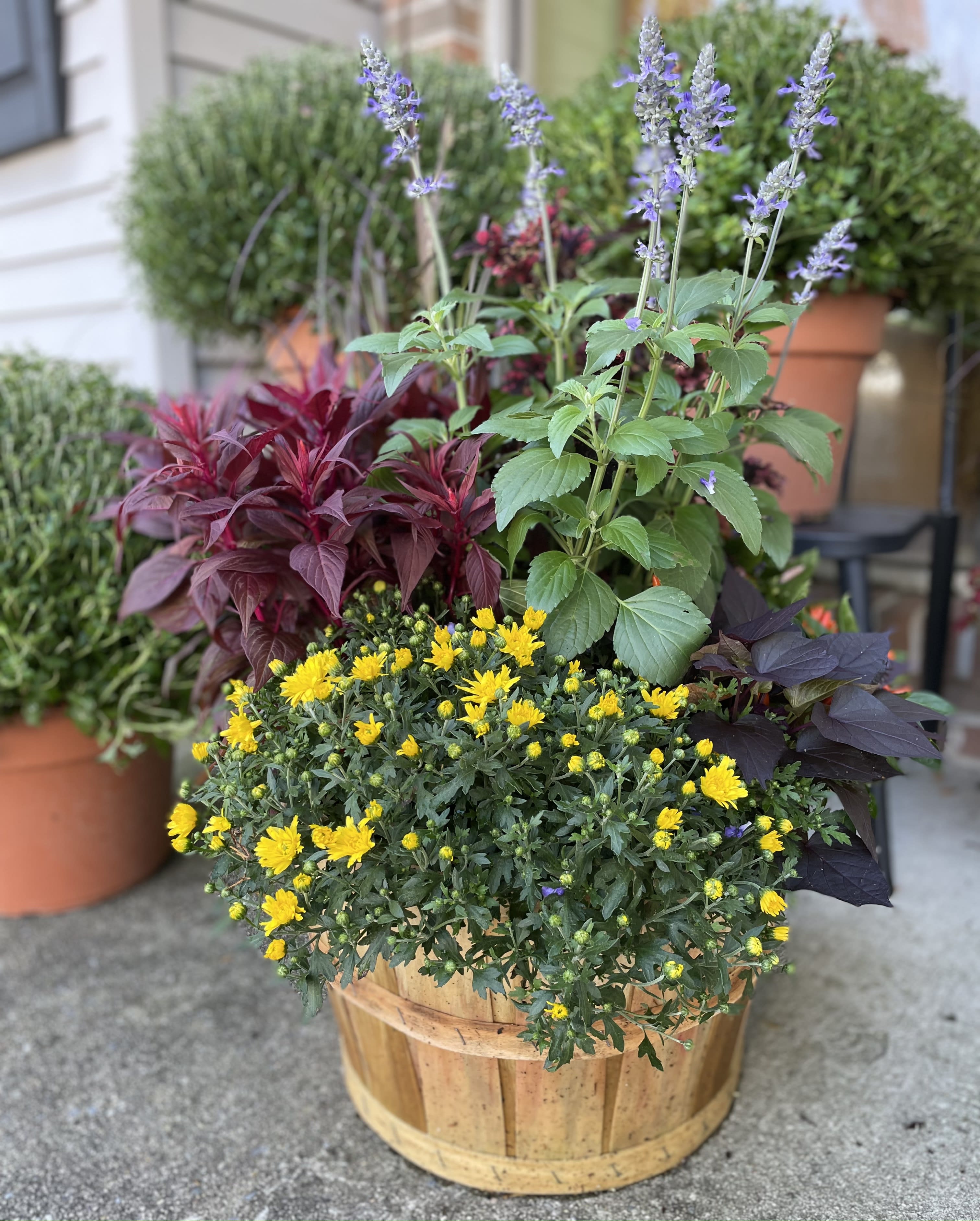 Mixed potted arrangement with yellow blooms, purple spikes, and burgundy foliage in a wooden planter