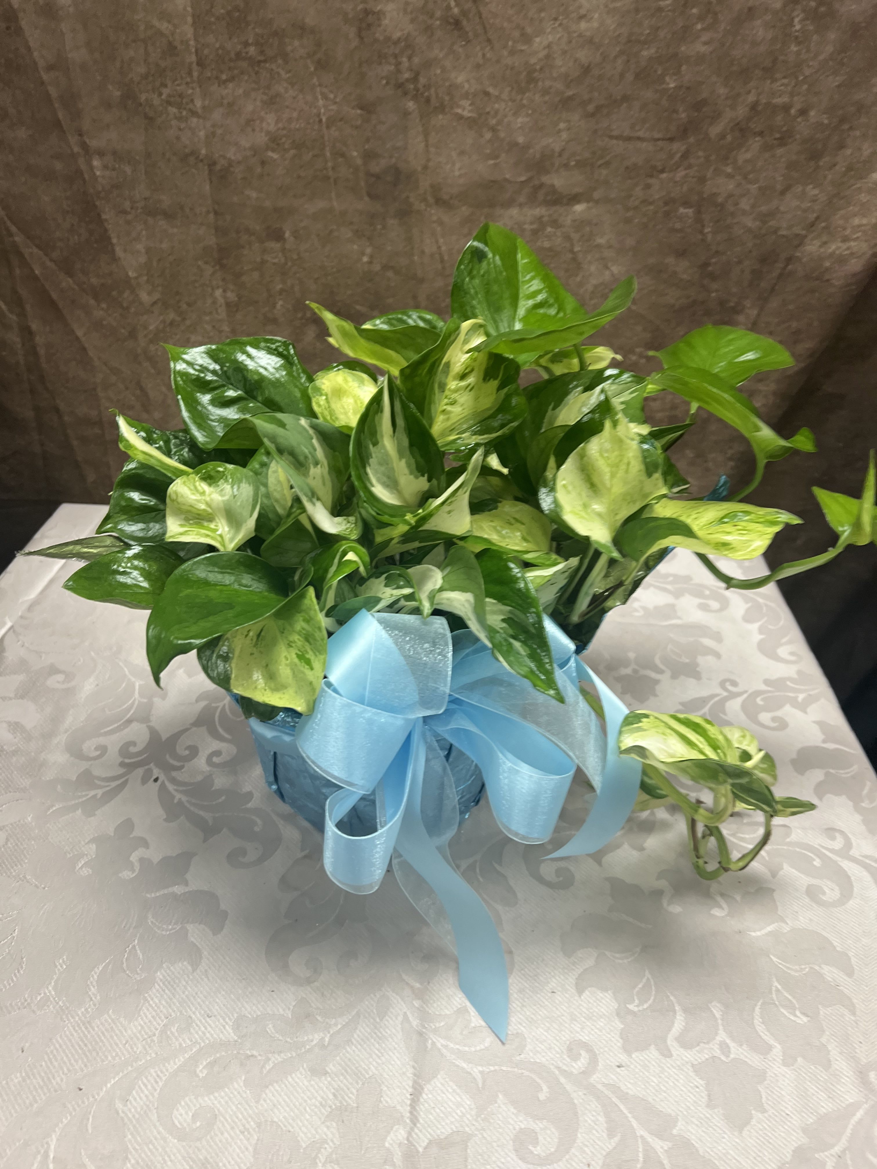 Pothos Plant - 8" pothos plant in a hanging basket, includes bow  Color of leaves may vary from varigated or green