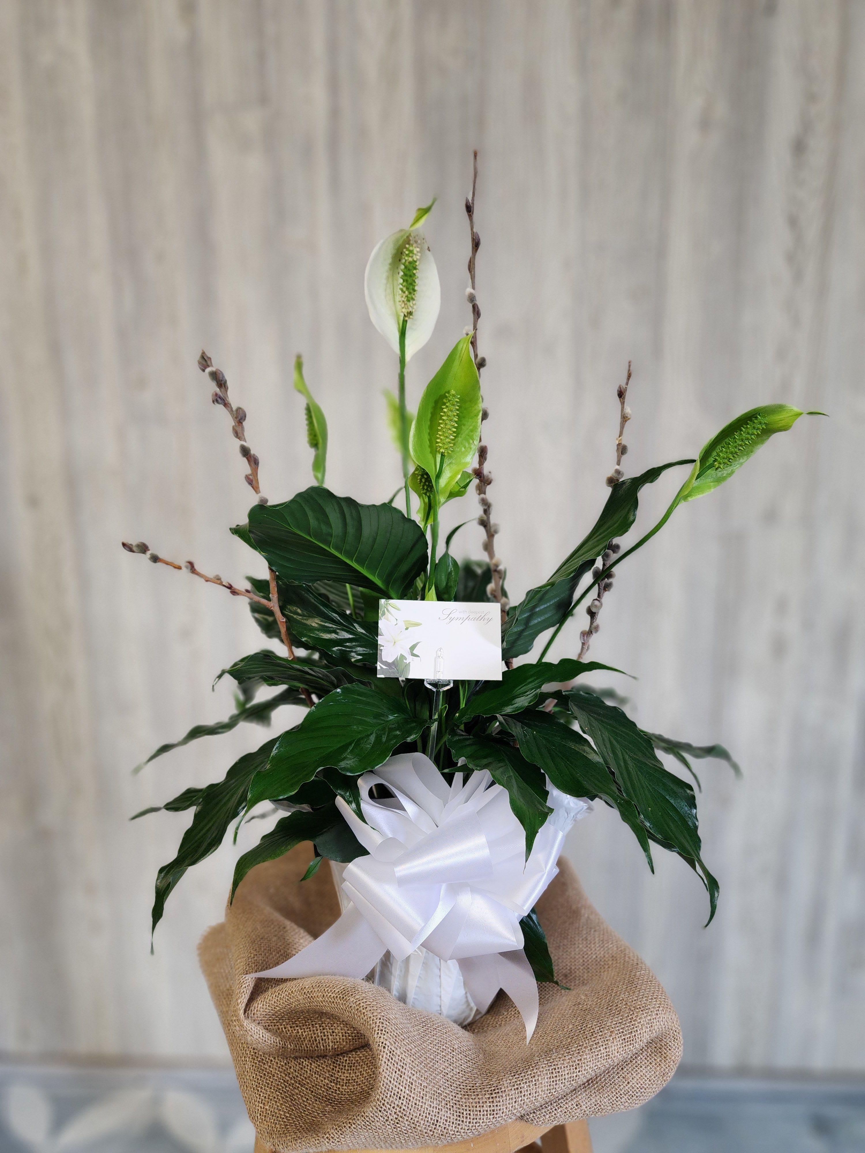 6" Peace Lily  - The Spathiphyllum also known as a peace lily is often chosen for funeral services. Its white flowers and peaceful appearance symbolize sympathy and remembrance, making it a fitting tribute.
