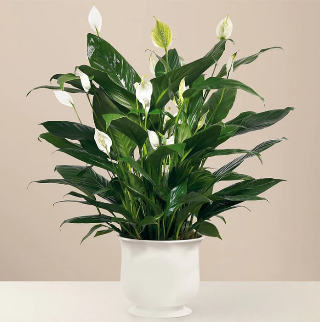 White peace lilies in a white pot