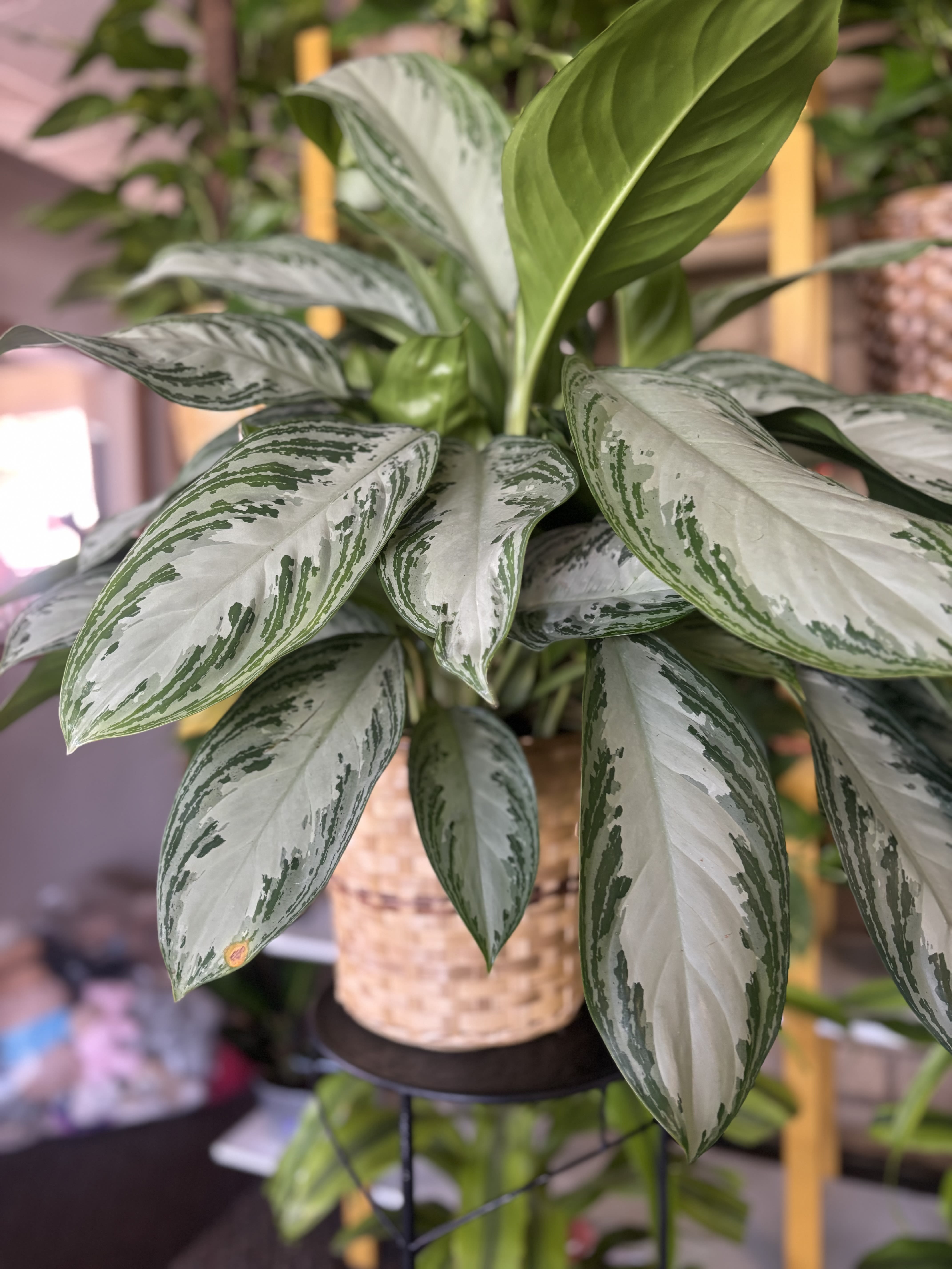 Potted variegated houseplant with silver-green leaves in a woven basket