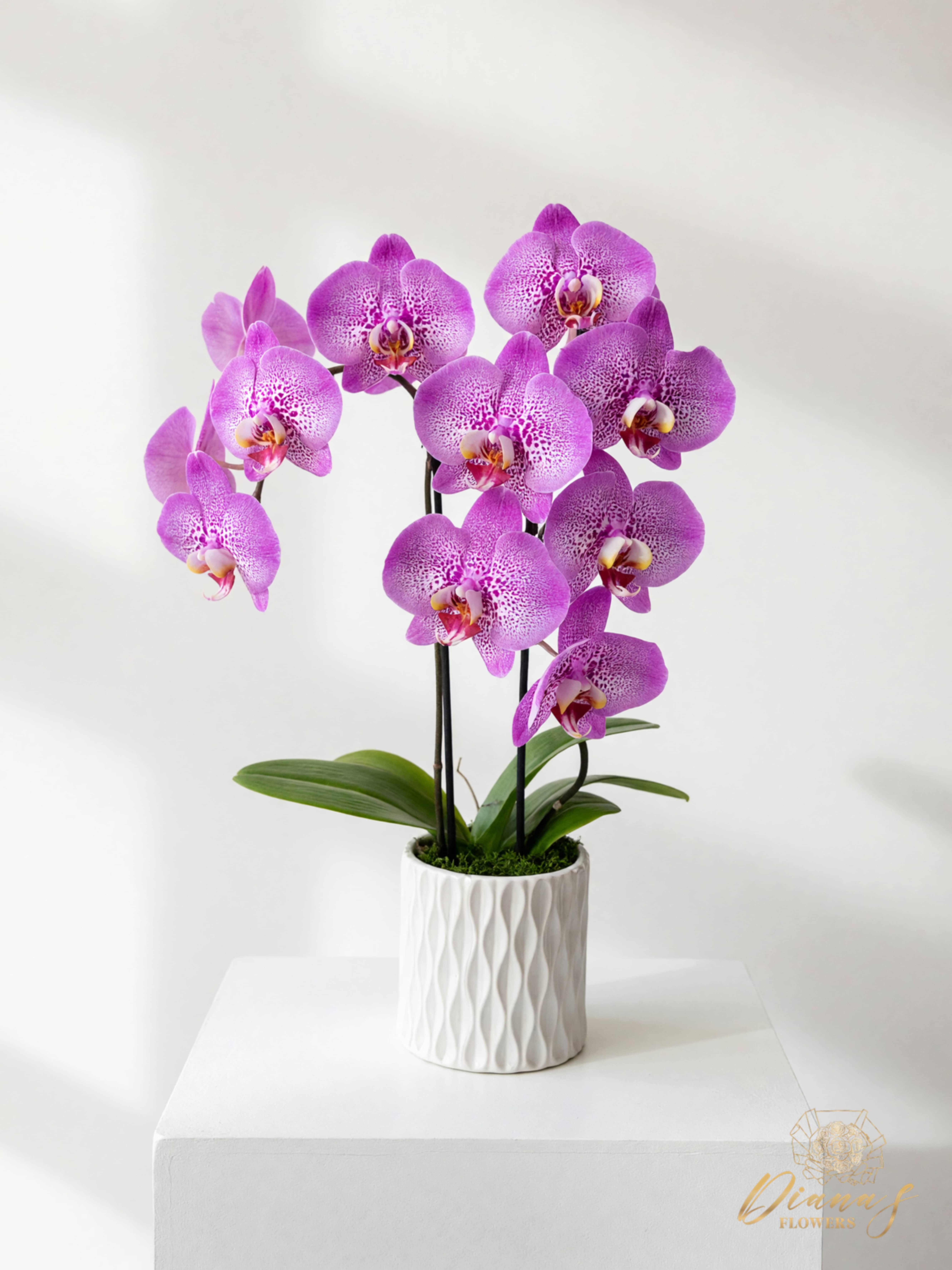 Potted purple orchids in a white textured planter