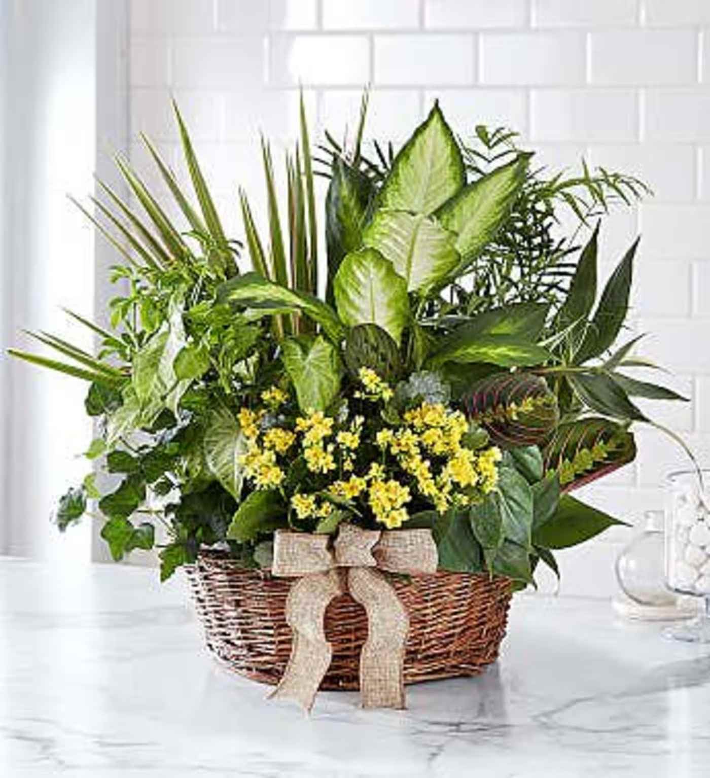 Basket of assorted green plants with small yellow flowers and a burlap bow