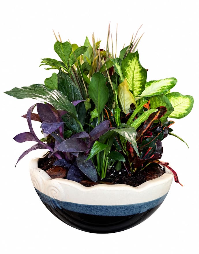Graceful Garden - Lush dish garden, featuring an artful mix of green houseplants in a stylish plant Easy to care for and long-lasting, these plants make a thoughtful gift for any occasion or a refreshing touch of greenery for your own space.