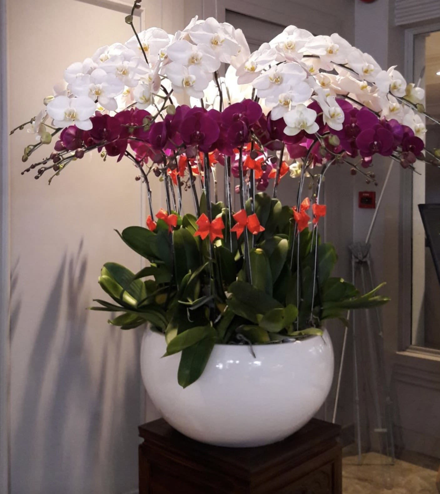 Royal Orchid Symphony_Same Day Delivery  - Experience timeless elegance with our Royal Orchid Symphony, featuring a stunning blend of white and magenta Phalaenopsis orchids beautifully arranged in a modern white ceramic planter. This luxurious orchid display brings sophistication, beauty, and lasting charm to any home, office, or special occasion.  Same-Day Delivery Available. 