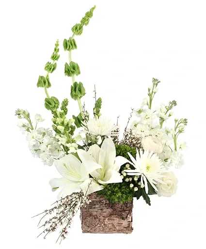 Enchanting Creams Floral Design - Become entranced with the beauty of this arrangement! With striking white lilies, roses, snapdragons, stock, and ranunculus surrounded by beautiful greens, this floral design is sure to wow its recipient. Order Enchanting Creams today and make your day magical!  Includes: Birch Box, Genestra, Salal, Bells Of Ireland , Green Trick Dianthus, White Hypericum , White Lily, White Ranunculus , White Snapdragons, White Spider Mums, White Stock.