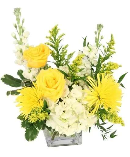 Golden Surprise Vase Arrangement - Gold, bright, and beautiful, Golden Surprise is bursting with yellow blooms, perfect for cheering anyone up. With its yellow roses and mums highlighted by white hydrangeas and stock, this arrangement is crafted to make someone smile. Let us create this arrangement for you today.  Includes: Small Cube Vase, Greens: Variegated Pittosporum, Italian Ruscus, White Hydrangea, Yellow Roses, Yellow Solidago , Yellow Spider Mums, White Stock.