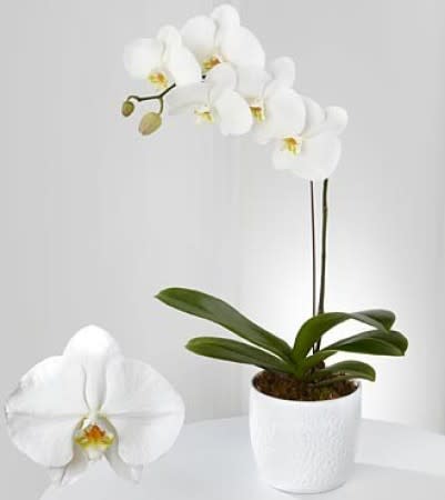 White orchid plant in a white pot with one large bloom in front