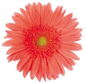 Single coral gerbera daisy on a white background