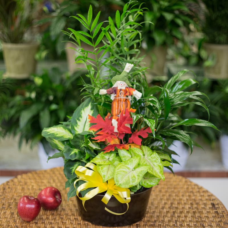 Potted green houseplant arrangement with a small scarecrow decoration and yellow ribbon