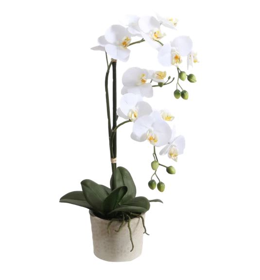 White Phalaenopsis Orchid Planter - The White Phalaenopsis Orchid blooms with exquisite white flowers to create a gift of stylish simplicity and grace. A stunning Phalaenopsis Orchid plant showcases its exotic blooms in a container chosen to complement its natural elegance and beauty. May be one stem or two. Containers vary, but all will be lovely 