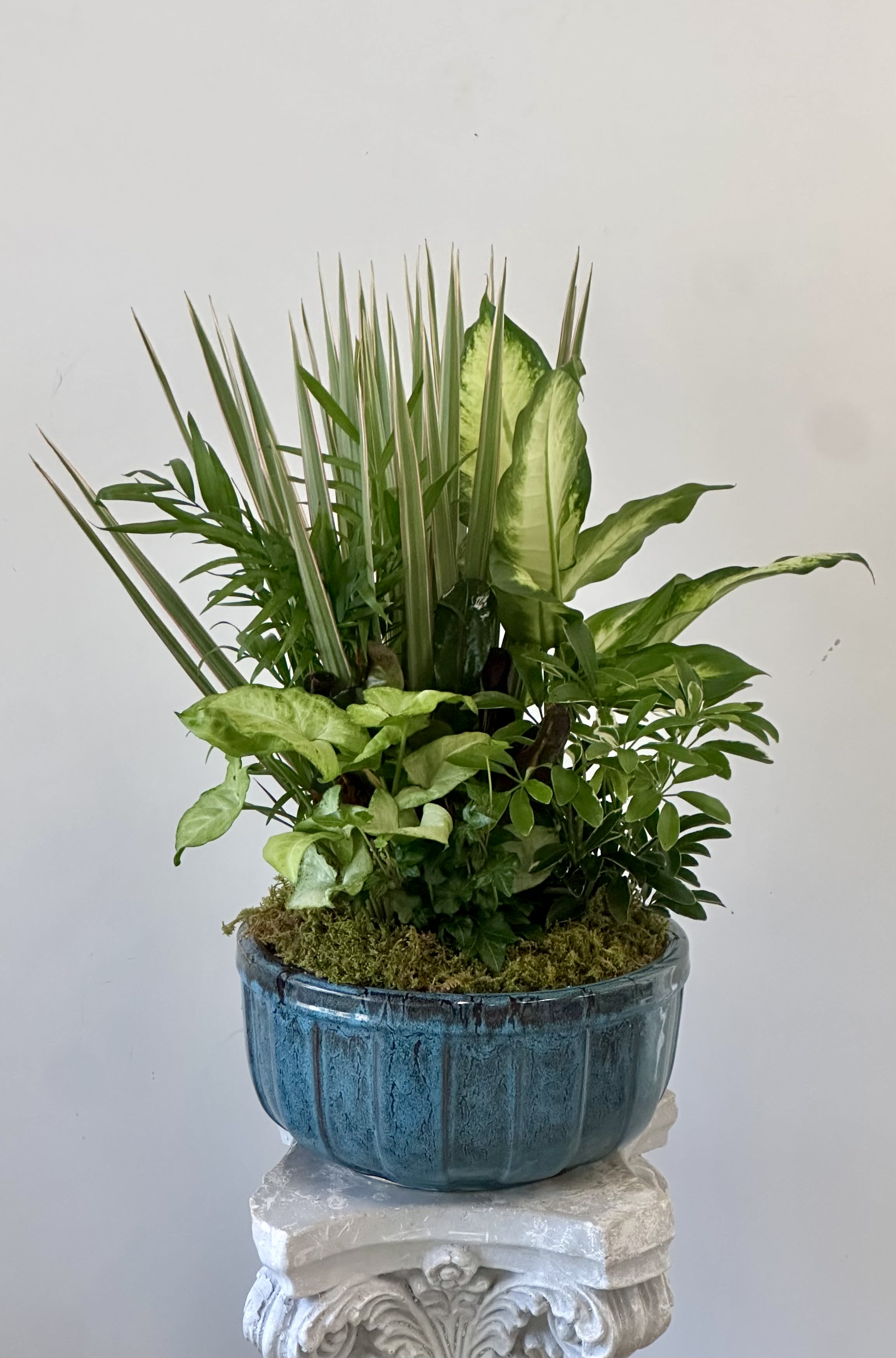 Dish Garden by Westford Florist Art by Veny 10-inches - Elevate the ambiance of your home or workspace with our stunning Dish Garden 10-inches. Crafted by Westford Florist Art by Veny, this impeccably designed arrangement features a beautiful assortment of green plants in a sleek ceramic 10 inches pot. This piece adds a touch of sophistication and tranquility to any room. Bring the outdoors inside and create a peaceful atmosphere with this timeless addition to your decor. Embrace nature's beauty while enhancing the aesthetics of your space with our carefully curated Dish Garden. Please note that while container colors may vary as well as plants, the overall look and appearance are guaranteed to add an element of unique charm to each individual piece. Elevate your surroundings today with Westford Florist's exquisite Dish Garden 10-inches.
