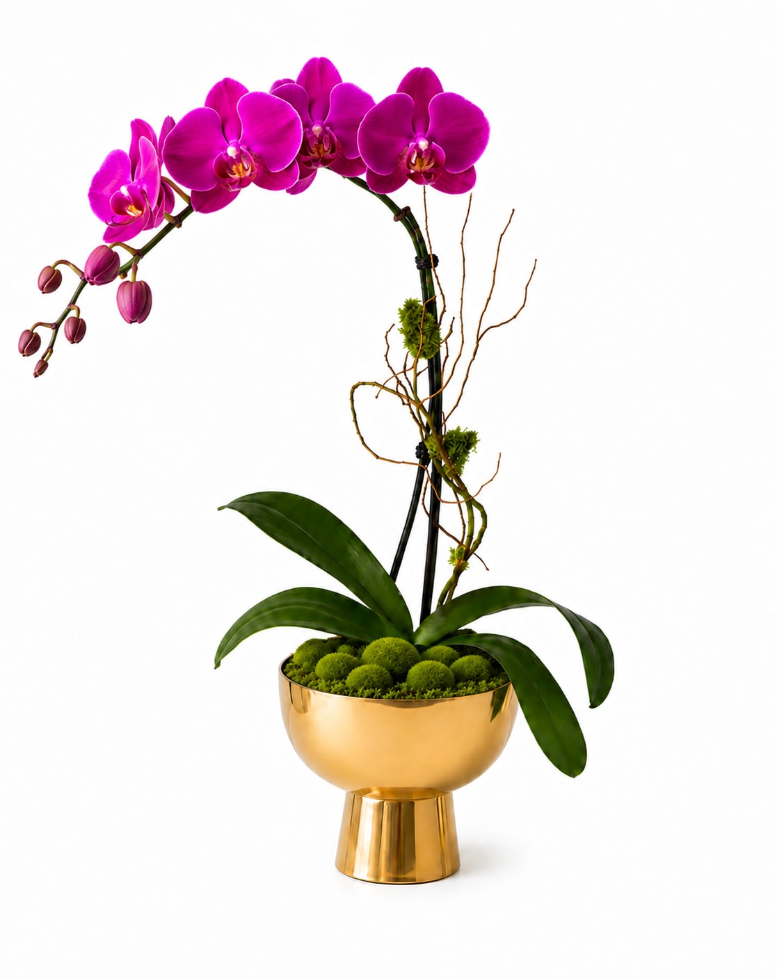 Vivid Purple Orchid – Gold Vase | Designer’s Choice - Our Vivid Purple Orchid features rich, vibrant tones that instantly stand out. Designed in a modern gold vase, this orchid brings a luxurious pop of color to any space.  As a Designer’s Choice orchid, each plant will be selected for freshness and quality, with slight natural variation in bloom count and stem shape.  This is a great option if you’re looking for something that feels modern, eye-catching, and a little more unique than traditional white.   Color: Purple  Style: Bold, modern, statement piece  Best for: “She loves color and something different”