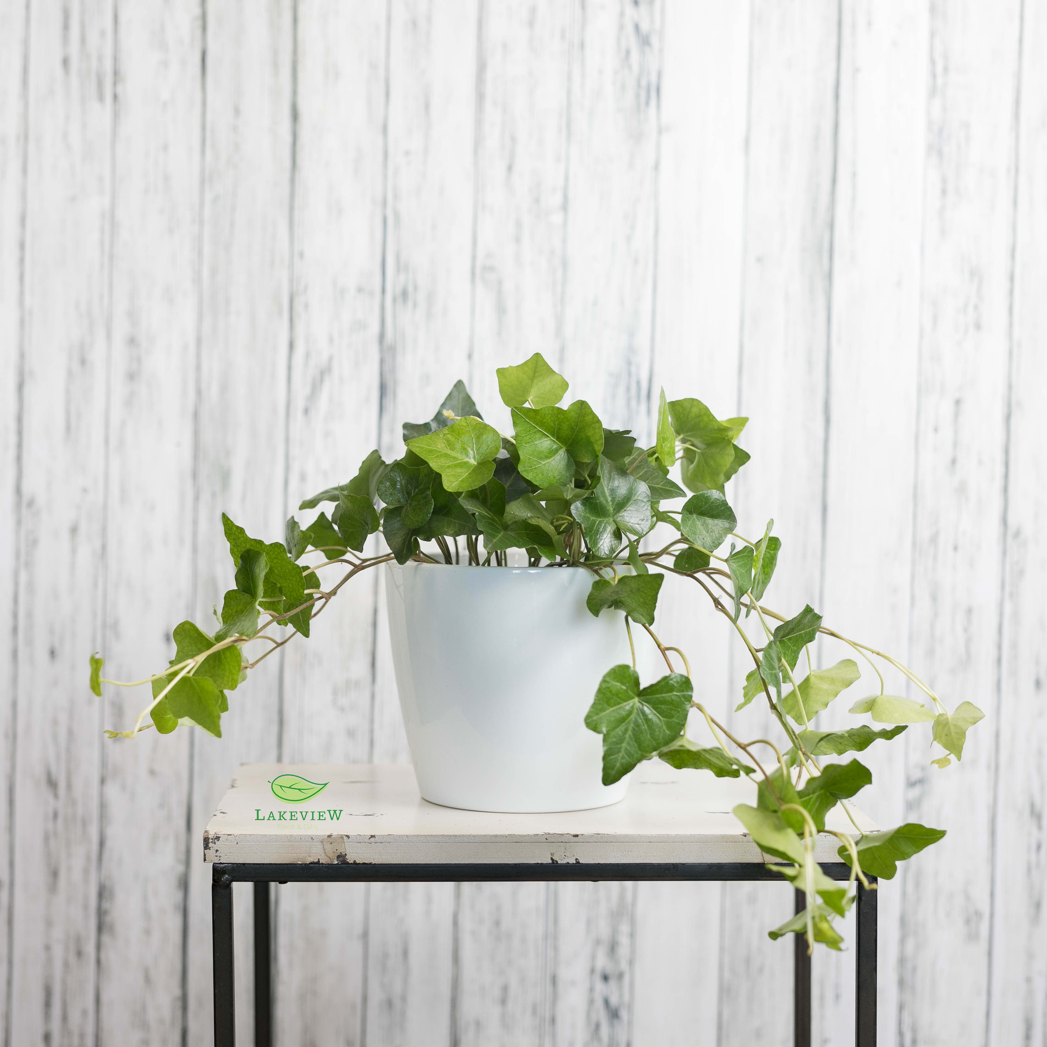 Tendril - A trailing ivy plant cascades over the edges of a sleek white ceramic pot.  Approx. 12"H x 10"W