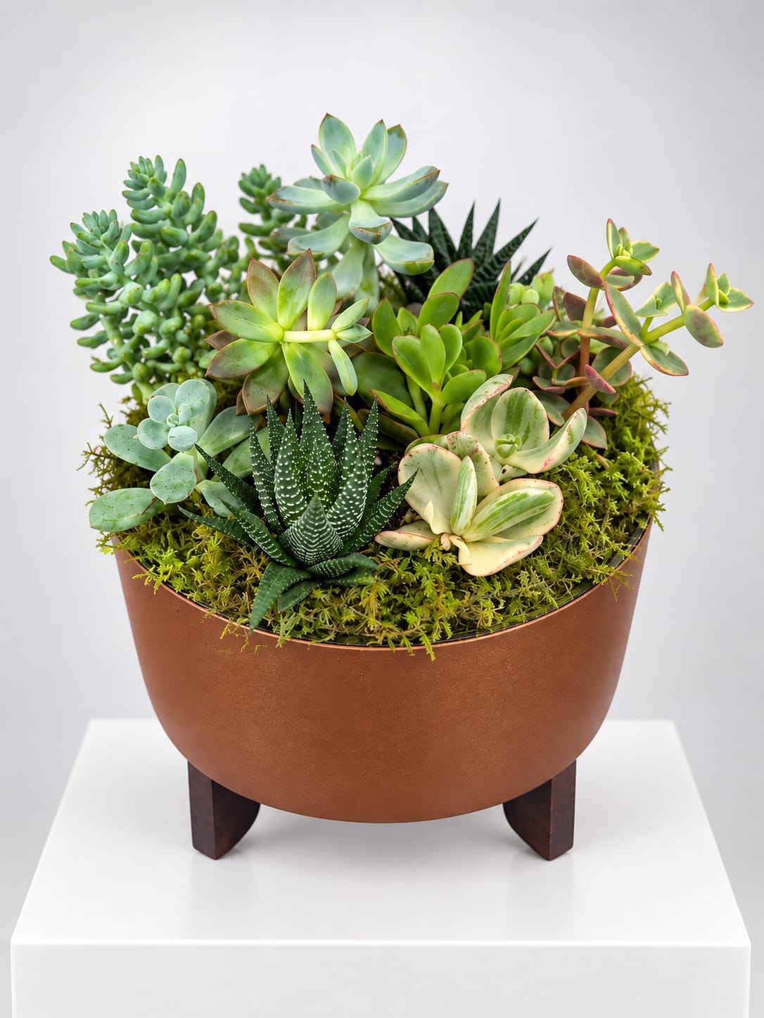Mixed succulent arrangement in a round brown planter