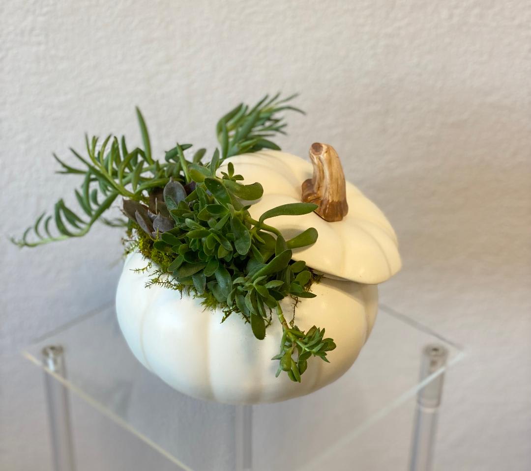 Malakai Garden - A mixture of succulents in a beautiful white ceramic pumpkin container. Send to a friend to say happy Halloween or thanksgiving, get well, or happy birthday! Or just to make someone feel in the season of fall!  Standard: 4 succulents Deluxe: 5 succulents Premium: 6 Succulents  Variation of succulents might be different than picture depending on availability. 