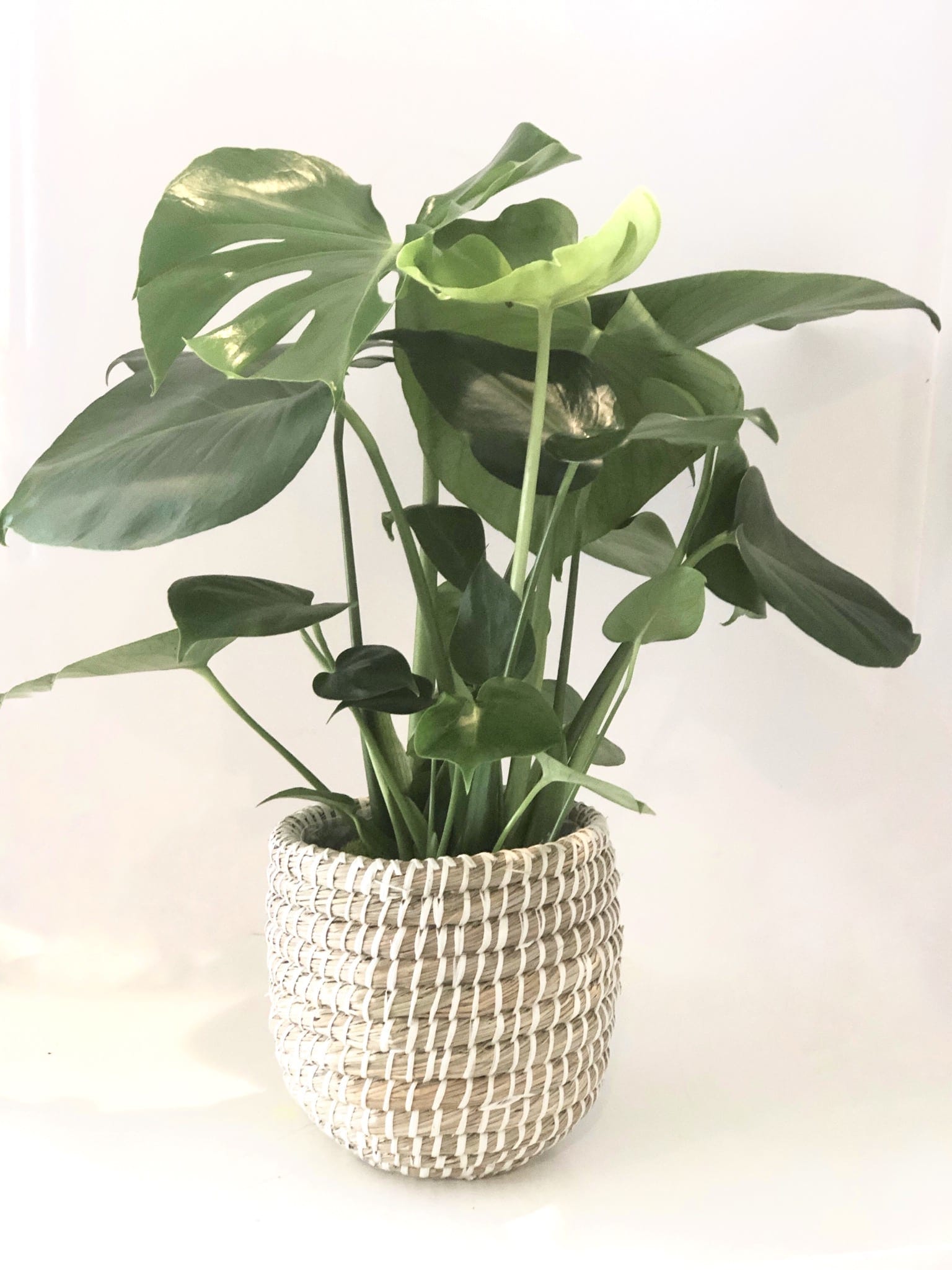 Monstera - Perfect for your space! Medium size monstera deliciosa tropical plant. 20” tall approx., basket 8” tall. 
