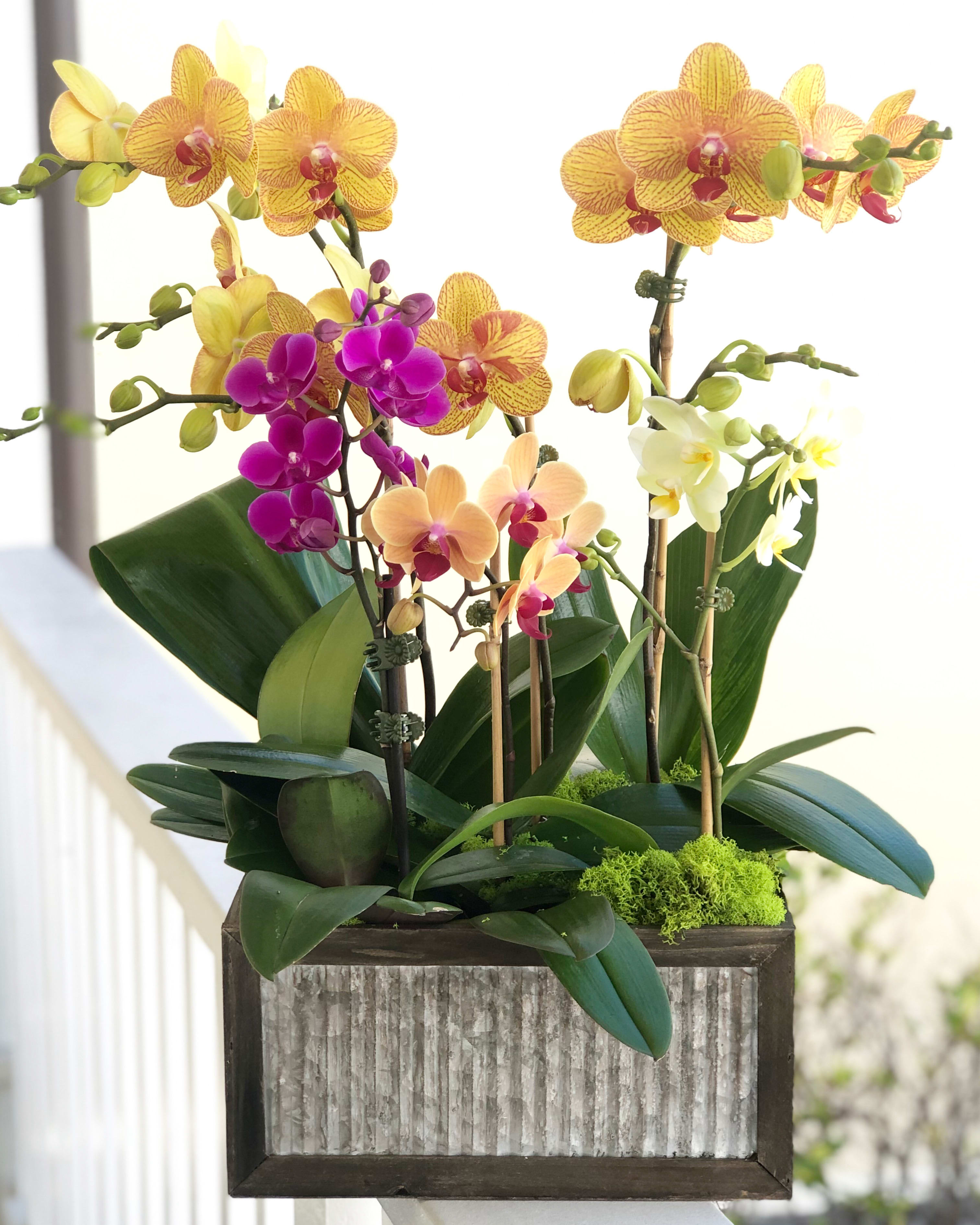 Bright Orchids - Lovely mix of bright phalaenopsis orchids, 5 to 6 different size plants on a wooden box. 20” approximately.