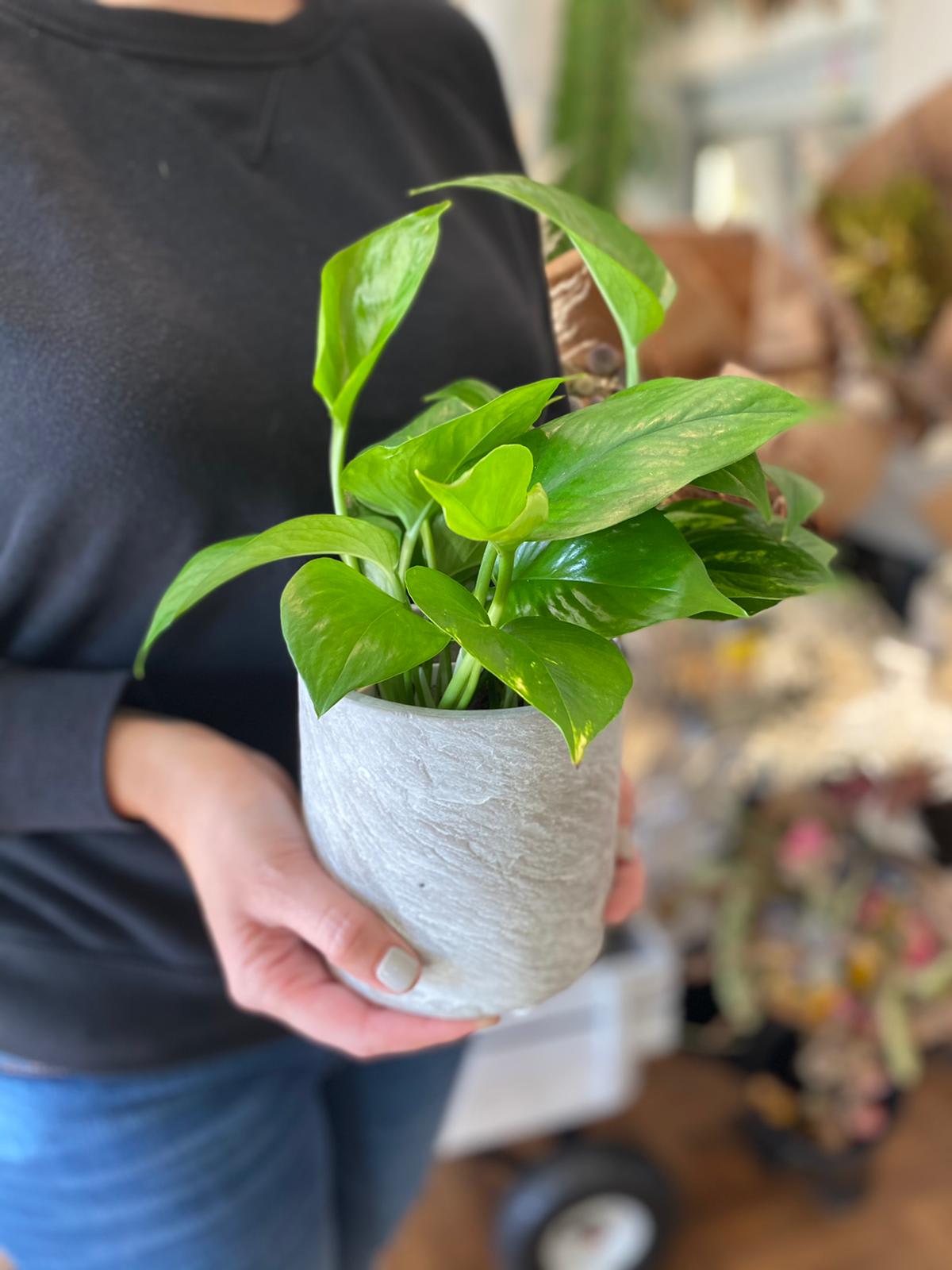 Small potted green houseplant in a textured white pot