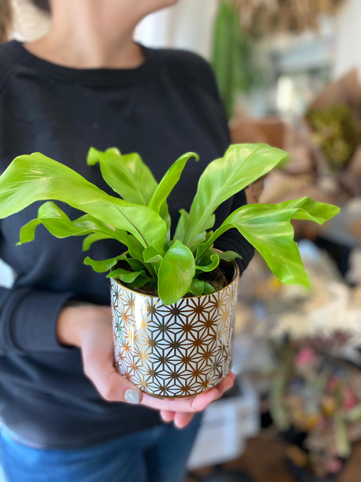 Potted green houseplant in a patterned gold-and-white container