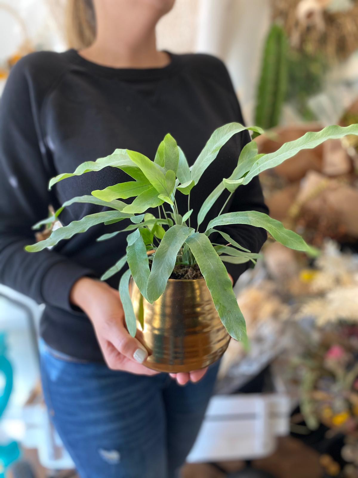 Potted green fern in a gold metal container