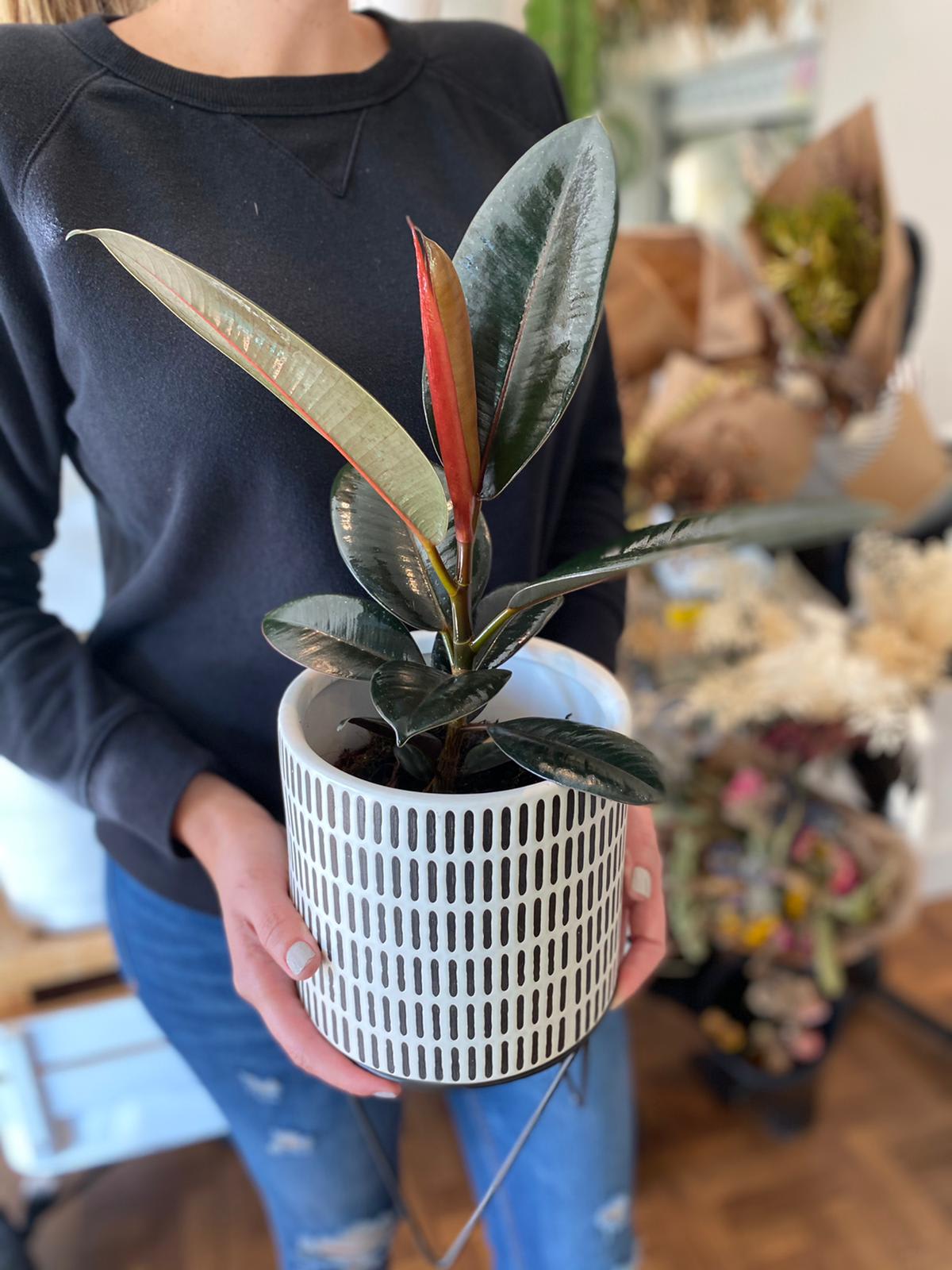 Potted rubber plant in a white patterned container