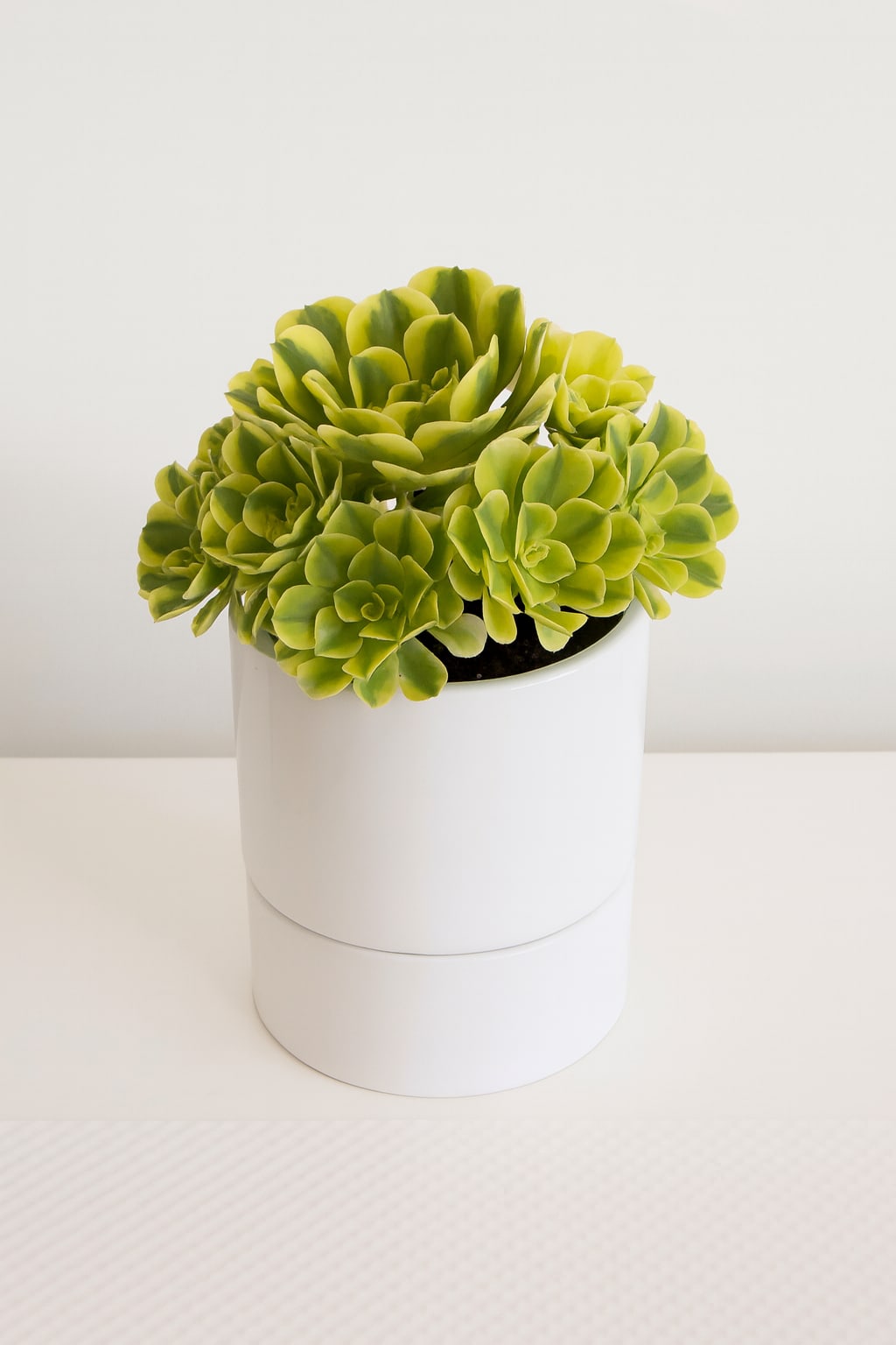 Potted green succulent arrangement in a white container