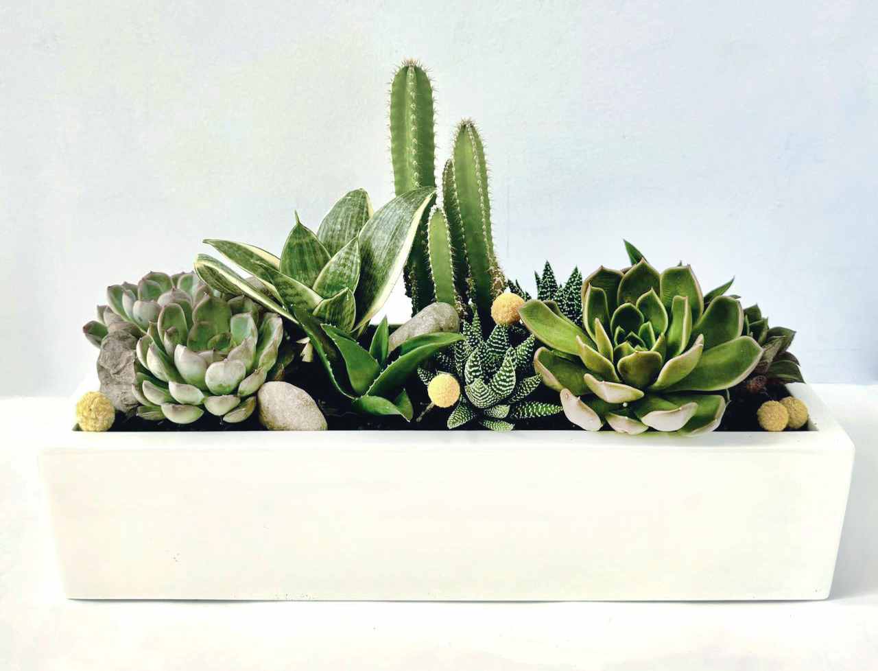 Succulent arrangement in a white rectangular planter with cactus accents