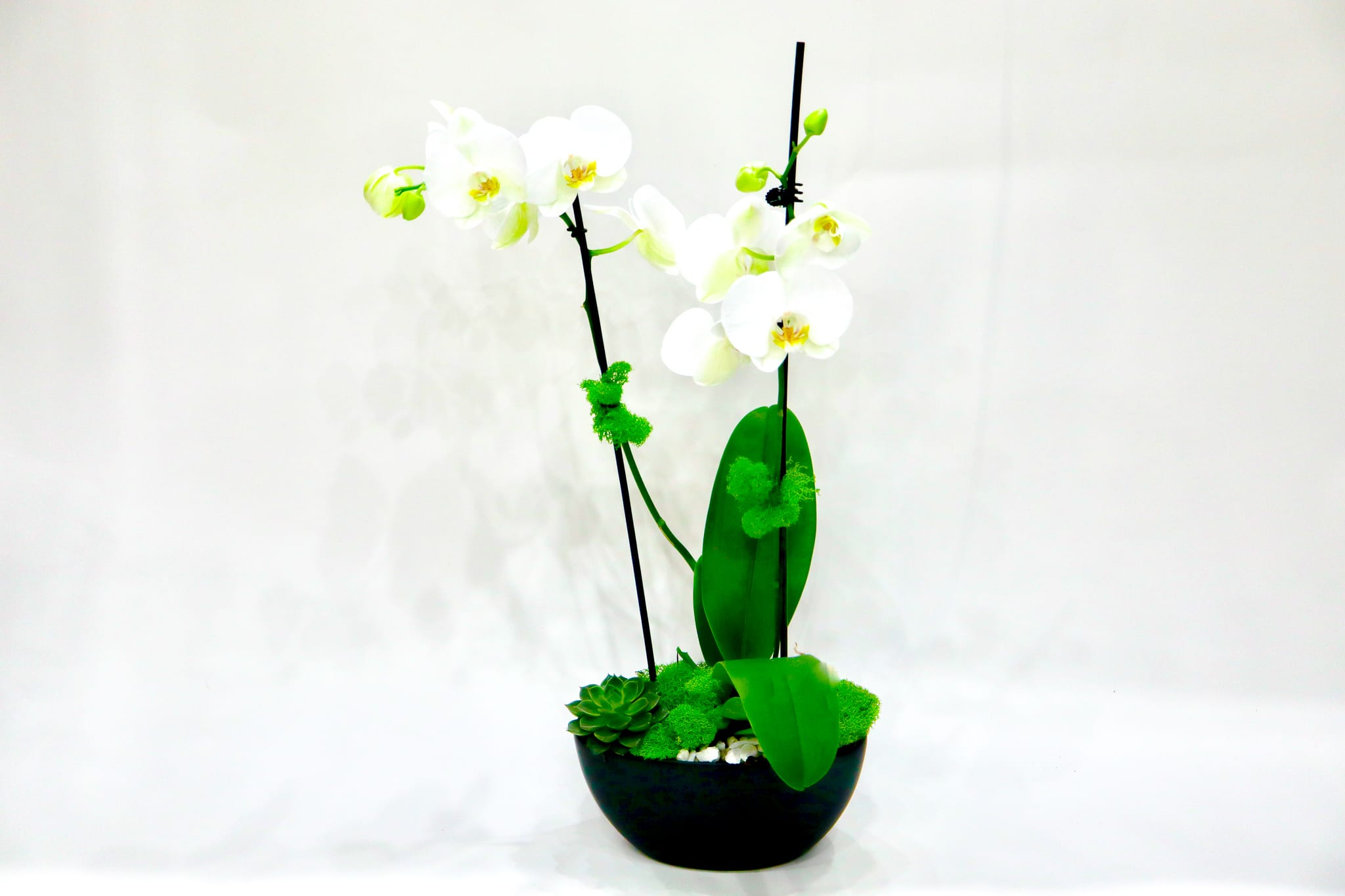 White orchids in a black bowl planter with green succulents