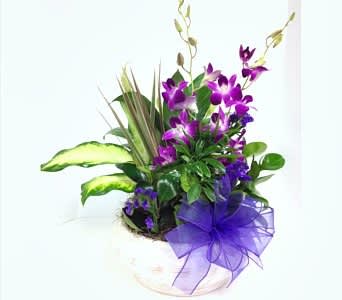 Purple orchid arrangement in a white pot with a ribbon bow