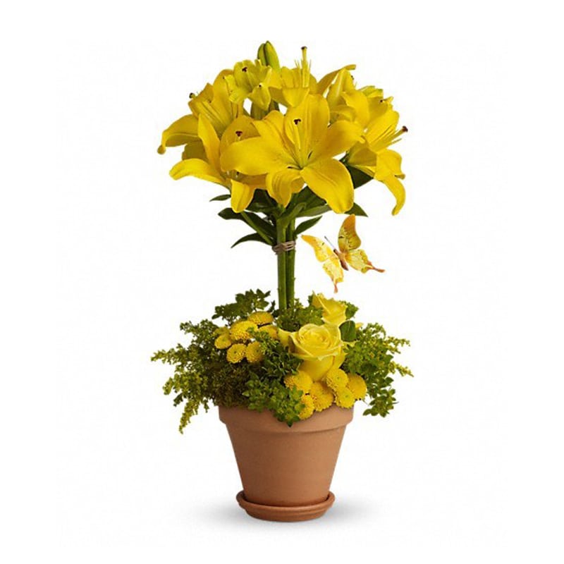 Potted arrangement with tall yellow lilies above yellow roses and mums in a clay pot
