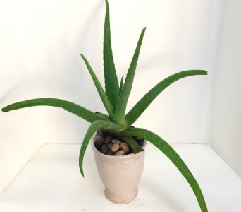 Potted aloe vera plant in a light ceramic pot