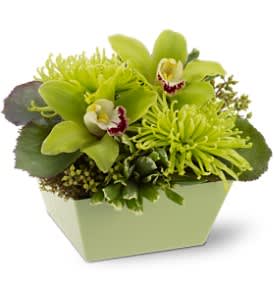 Low green arrangement with cymbidium orchids and spider mums in a square container